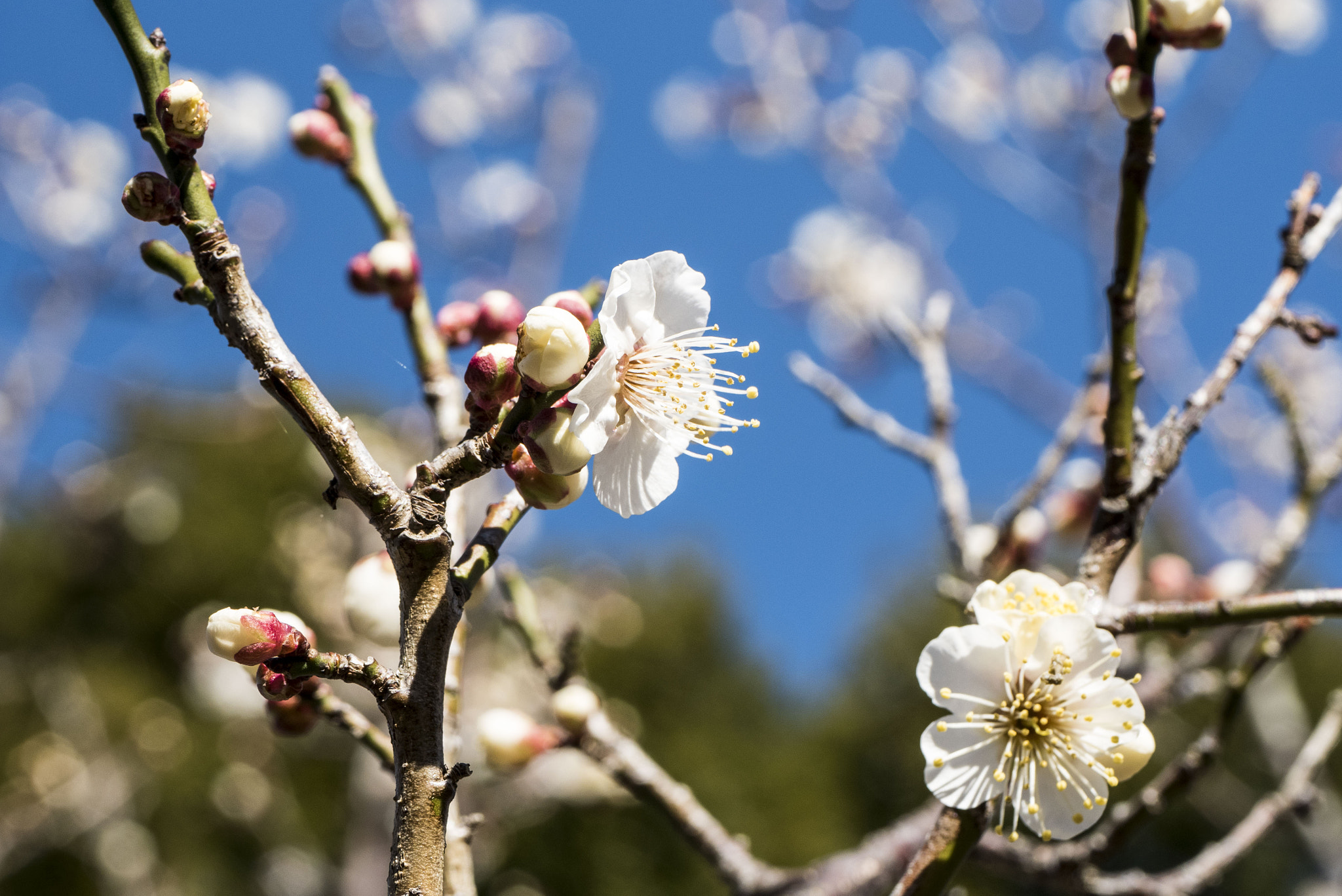 Panasonic Lumix DMC-GM5 + Panasonic Leica DG Macro-Elmarit 45mm F2.8 ASPH OIS sample photo. Plum photography