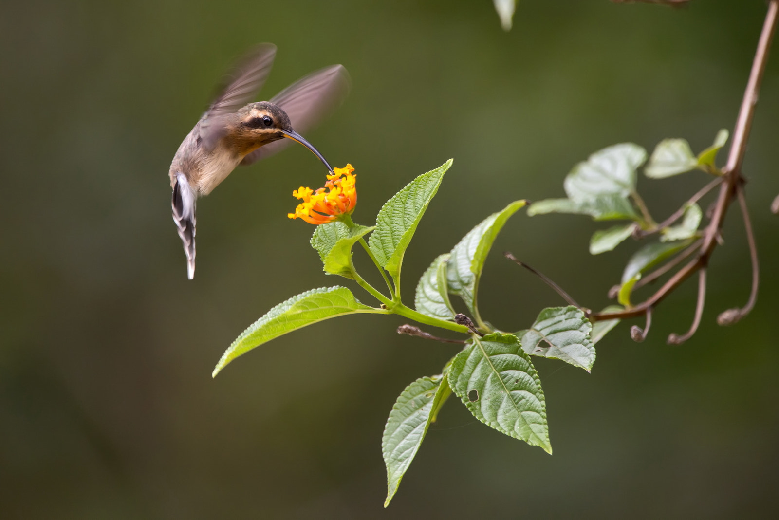 Nikon D800 sample photo. The little flier photography
