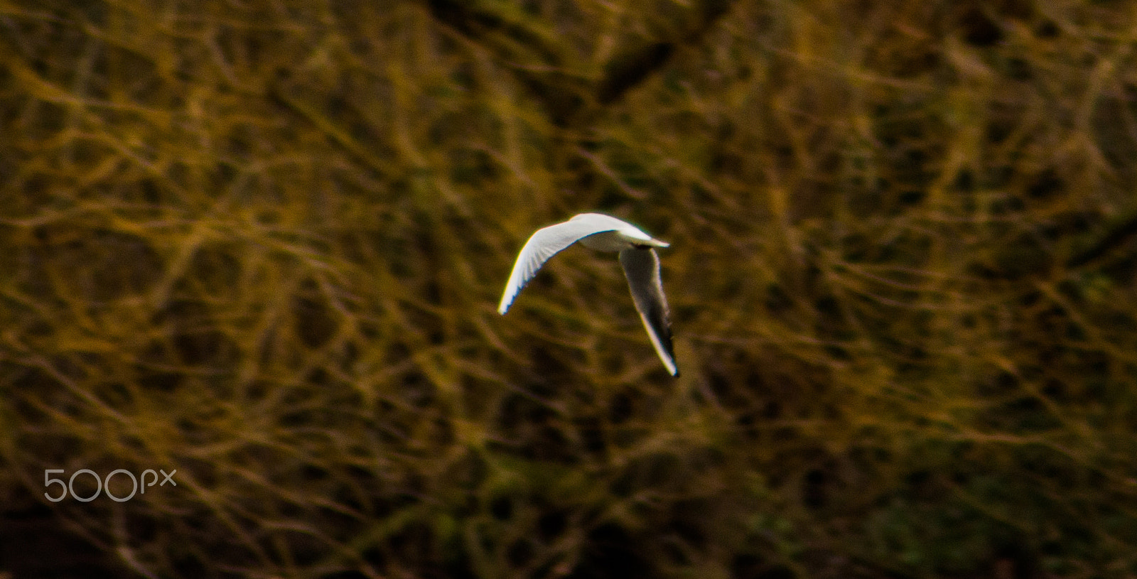 Canon EOS 100D (EOS Rebel SL1 / EOS Kiss X7) sample photo. I believe i can fly photography