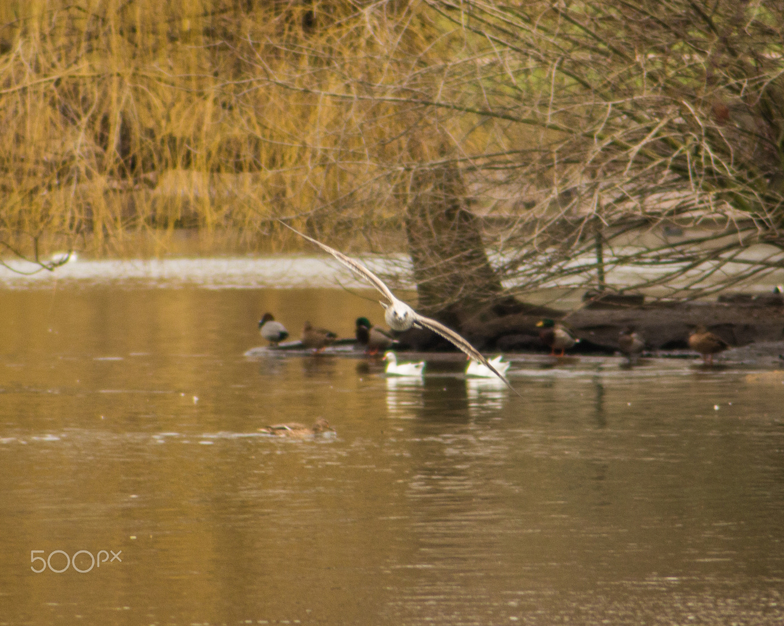 Canon EOS 100D (EOS Rebel SL1 / EOS Kiss X7) sample photo. Spreading wings photography