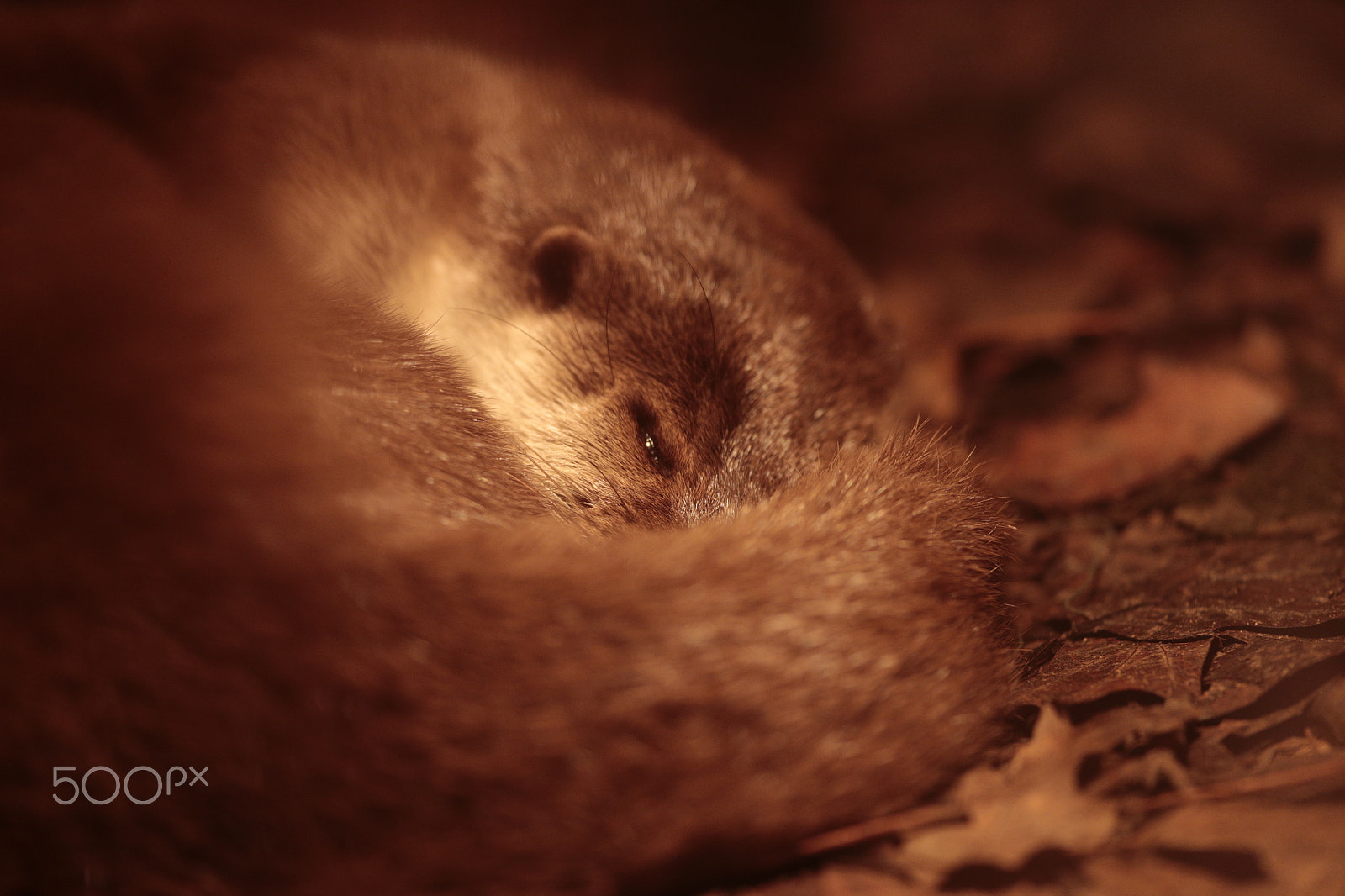 Canon EF 300mm F2.8L IS USM sample photo. Time to sleep photography