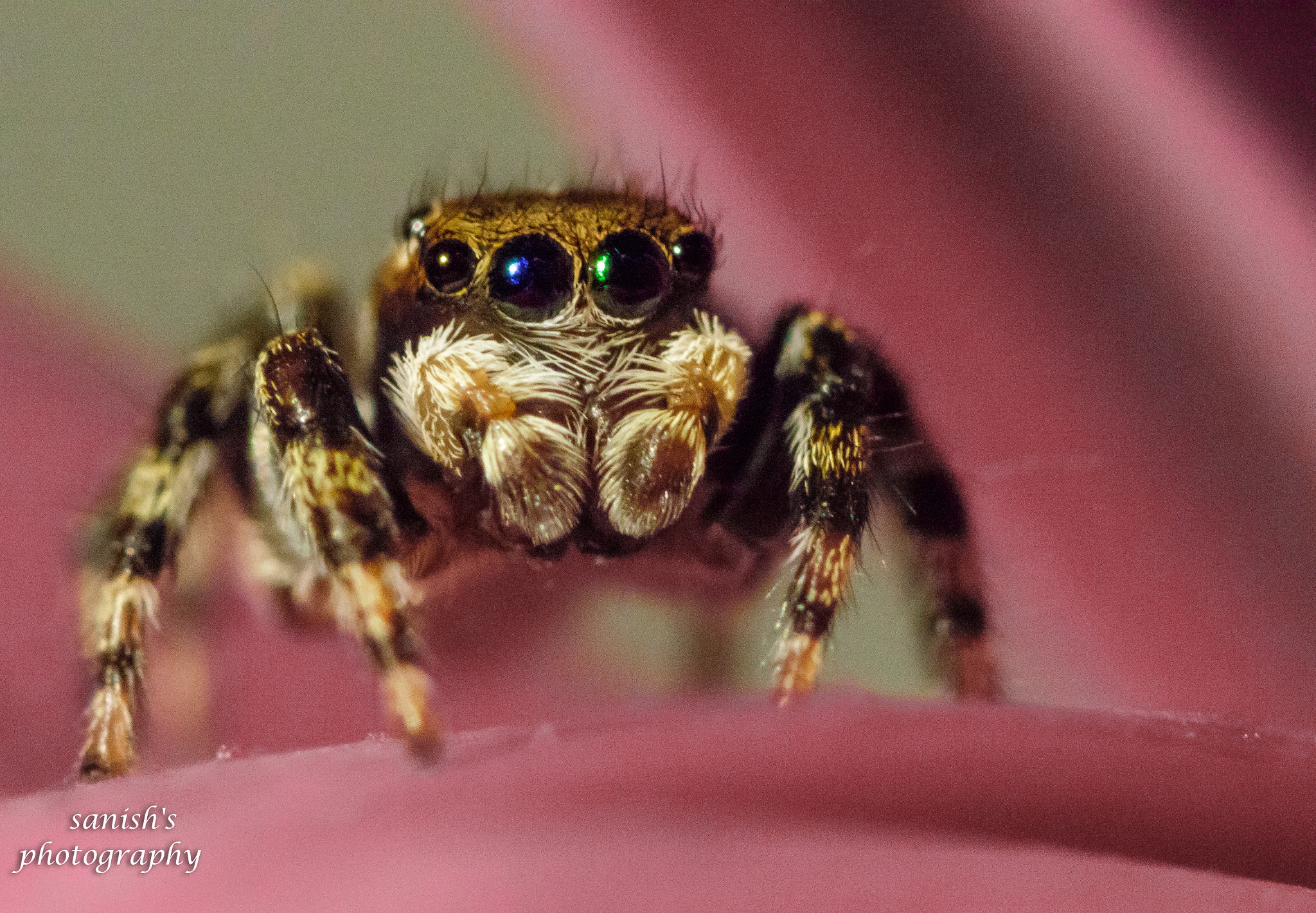 Canon EOS 7D Mark II + Tamron SP AF 90mm F2.8 Di Macro sample photo. A photography