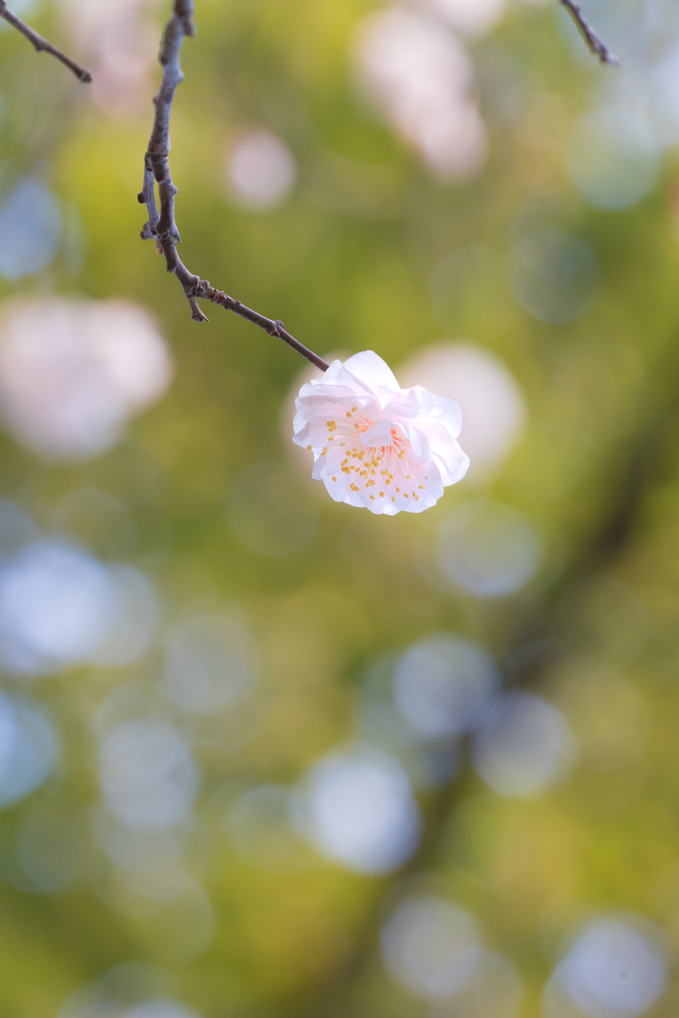 Sigma 150mm F2.8 EX DG OS Macro HSM sample photo. Plum blossom photography