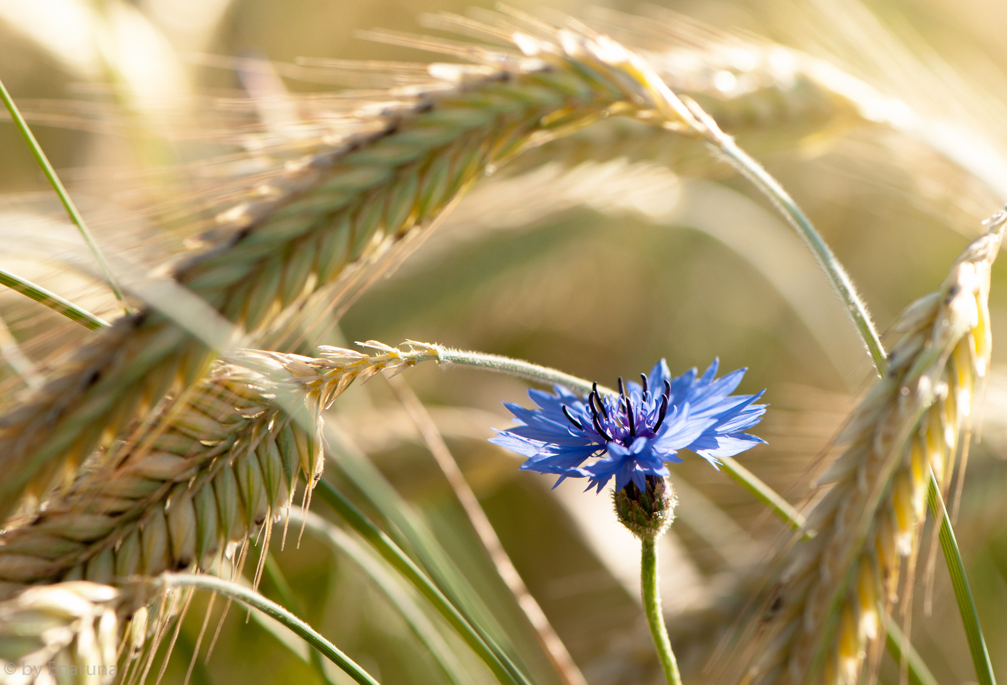 Nikon AF-S Micro-Nikkor 105mm F2.8G IF-ED VR sample photo. Cornflower photography