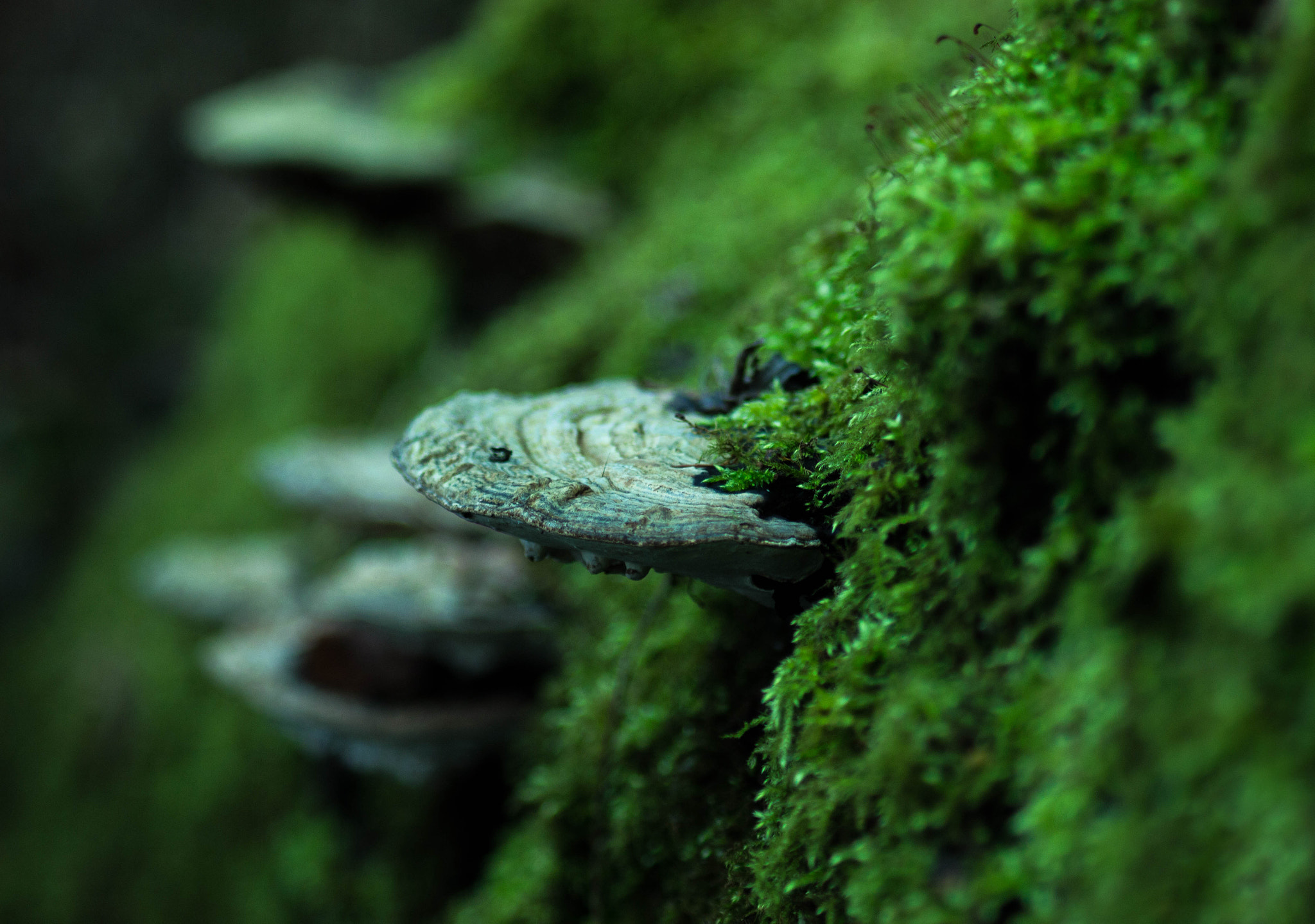 Canon EF 70-210mm f/4 sample photo. Forest green photography