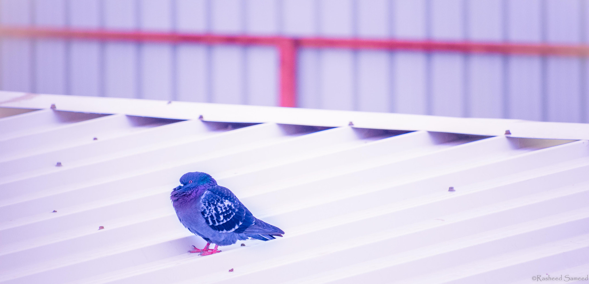 Canon EF-S 55-250mm F4-5.6 IS STM sample photo. Feeling cold photography