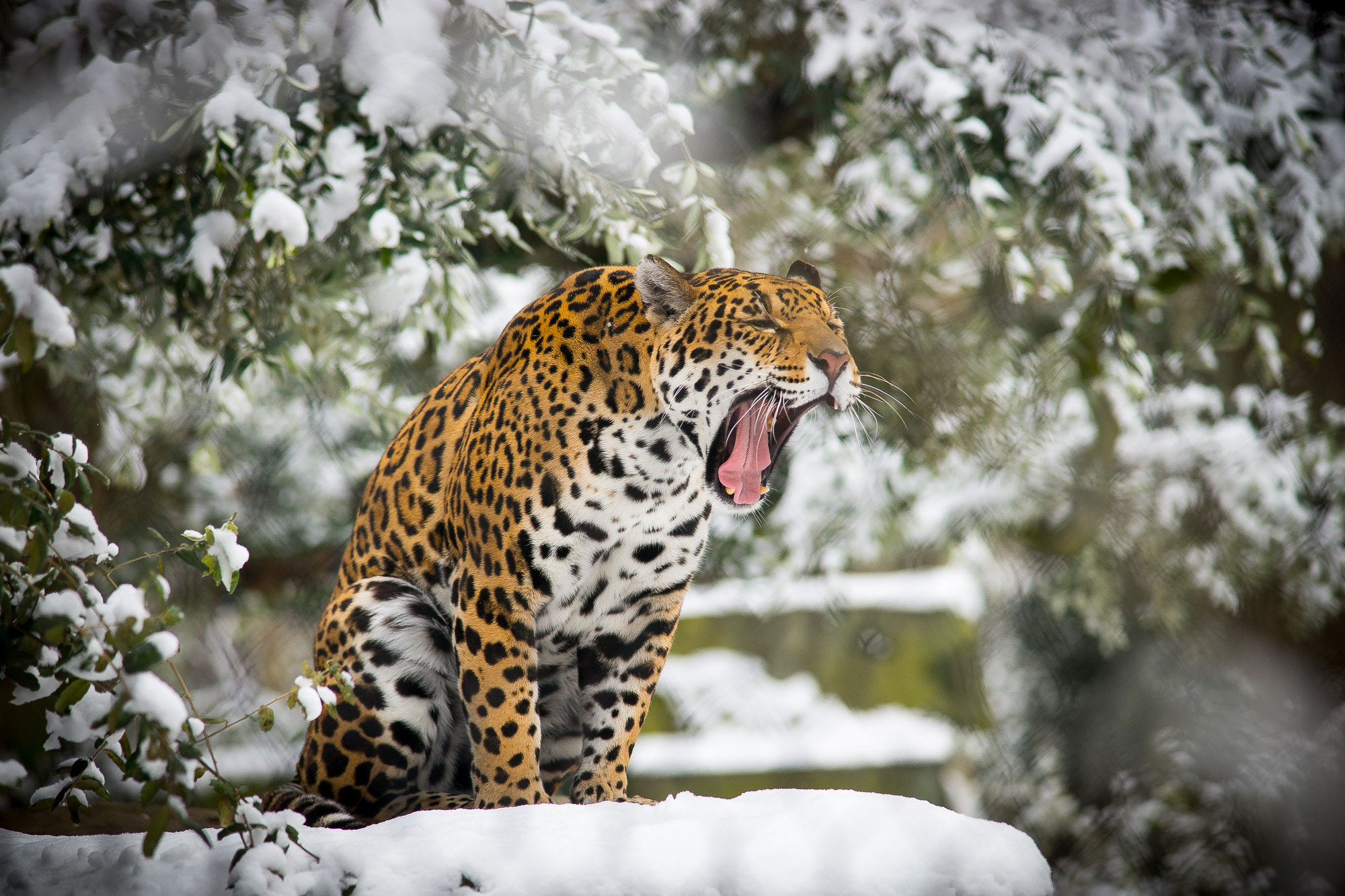 Minolta AF 80-200mm F2.8 HS-APO G sample photo. Jaguar photography