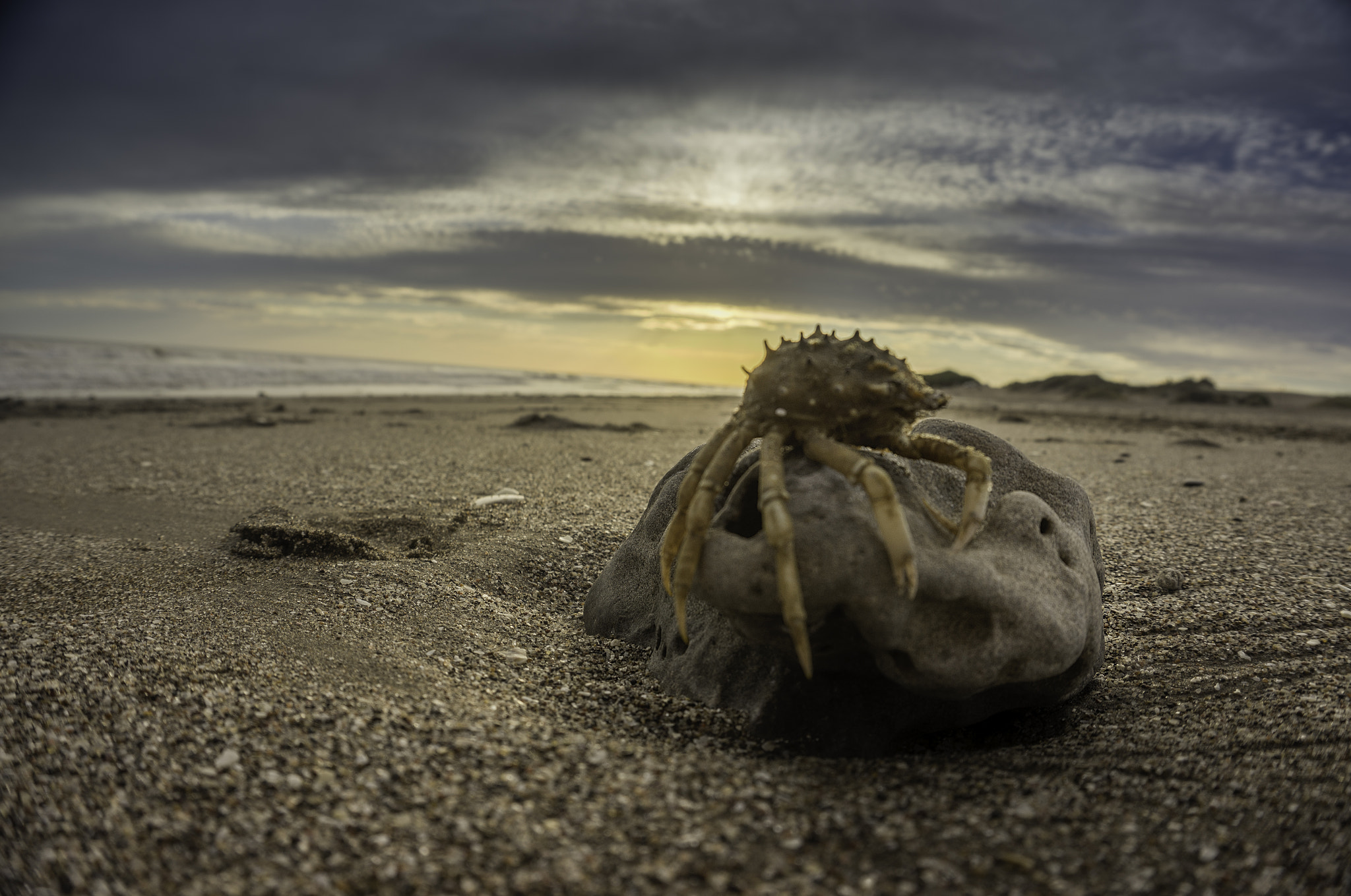Sony Alpha NEX-5N sample photo. Crab photography