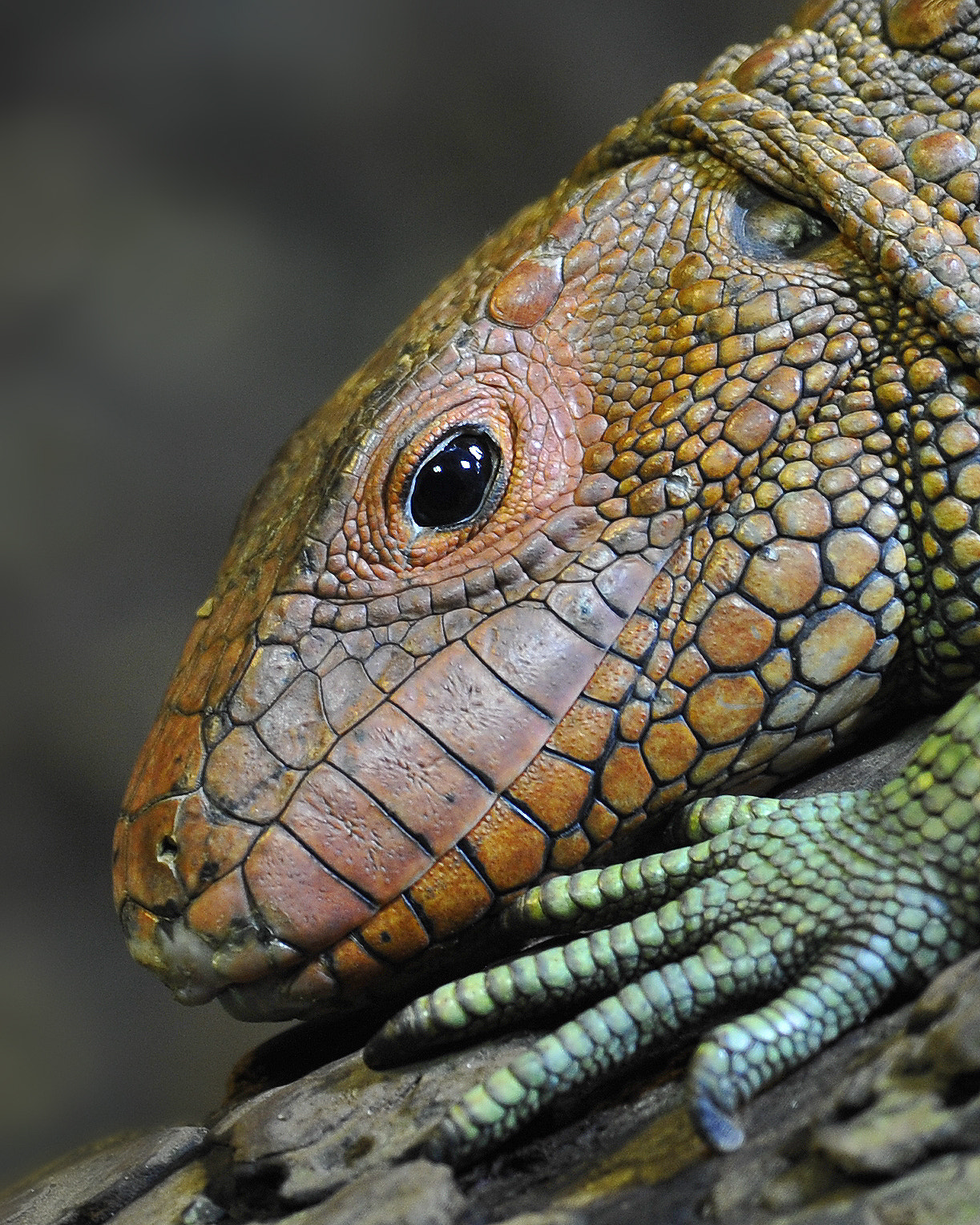 Nikon D700 + Nikon AF-S Nikkor 300mm F4D ED-IF sample photo. Caiman lizard. photography