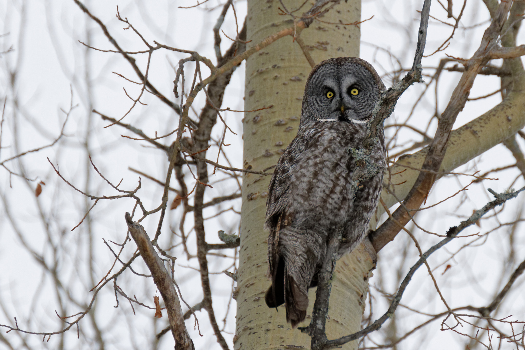 Canon EOS 7D + Tamron SP 35mm F1.8 Di VC USD sample photo. The great gray owl photography