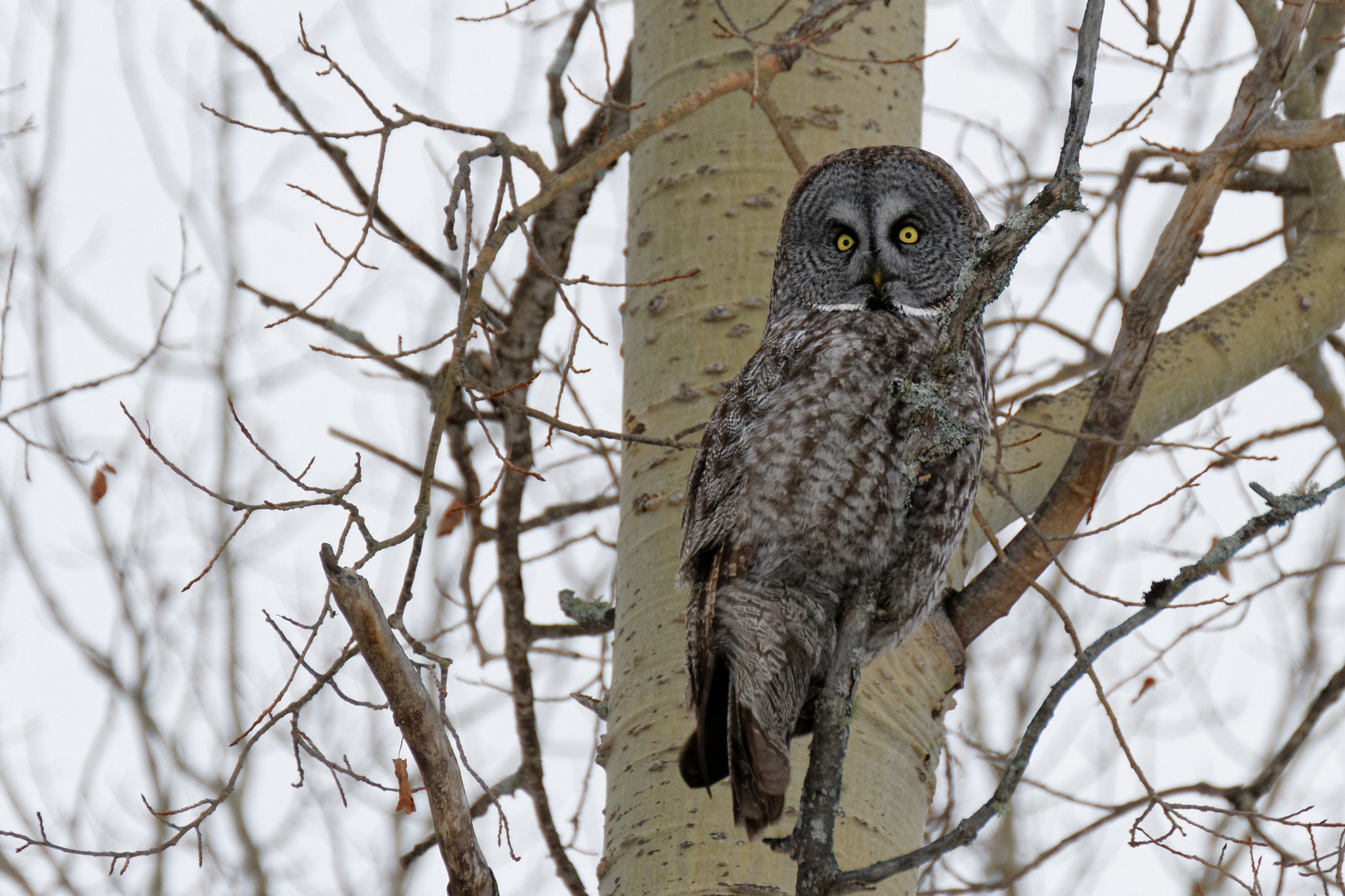 Tamron SP 35mm F1.8 Di VC USD sample photo. The great gray owl photography