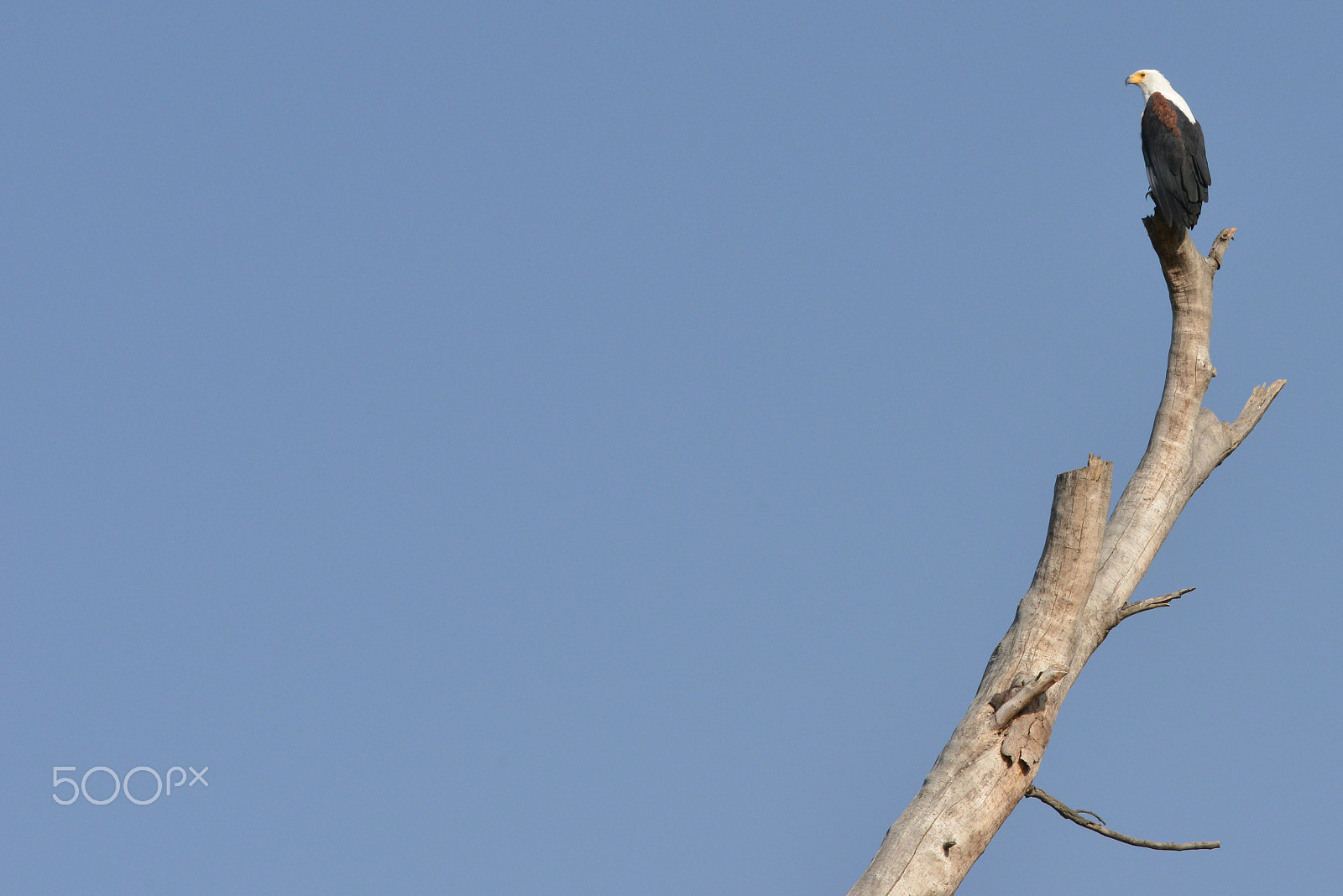 Nikon D800 sample photo. Birds of prey photography