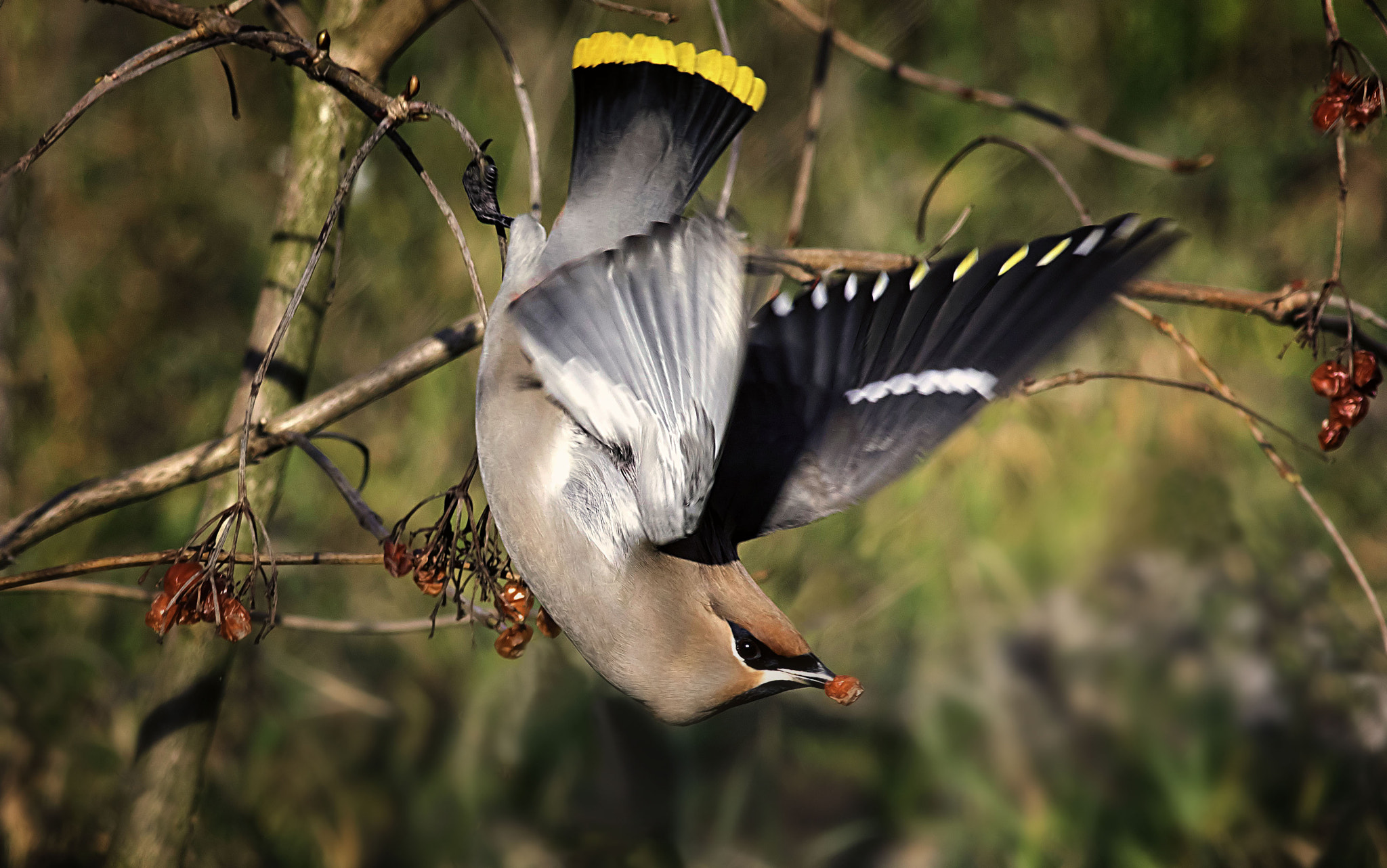 Canon EF 400mm F5.6L USM sample photo. Waxwing off with a berry photography