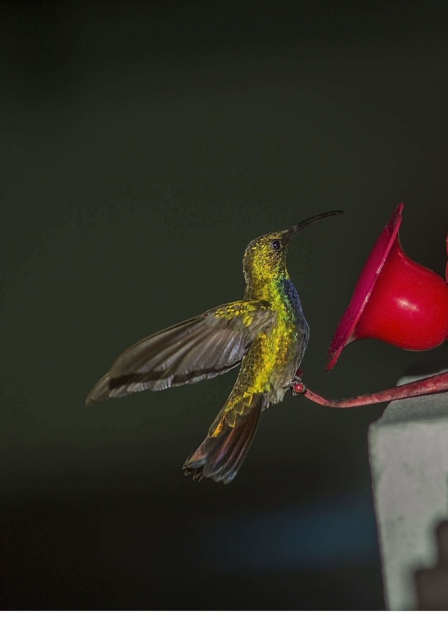 Canon EF-S 55-250mm F4-5.6 IS II sample photo. Artificial capture photography