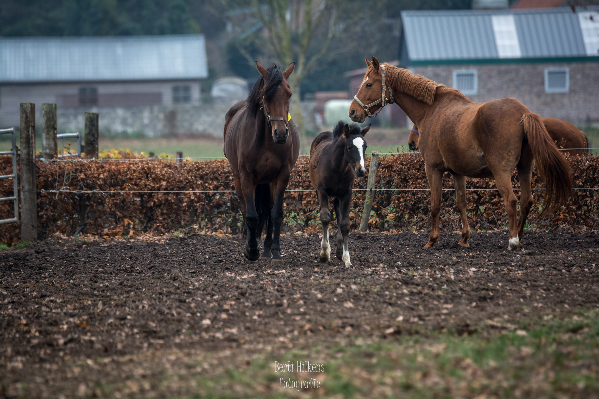 Nikon D7100 + Tamron SP 70-200mm F2.8 Di VC USD sample photo. Horses photography