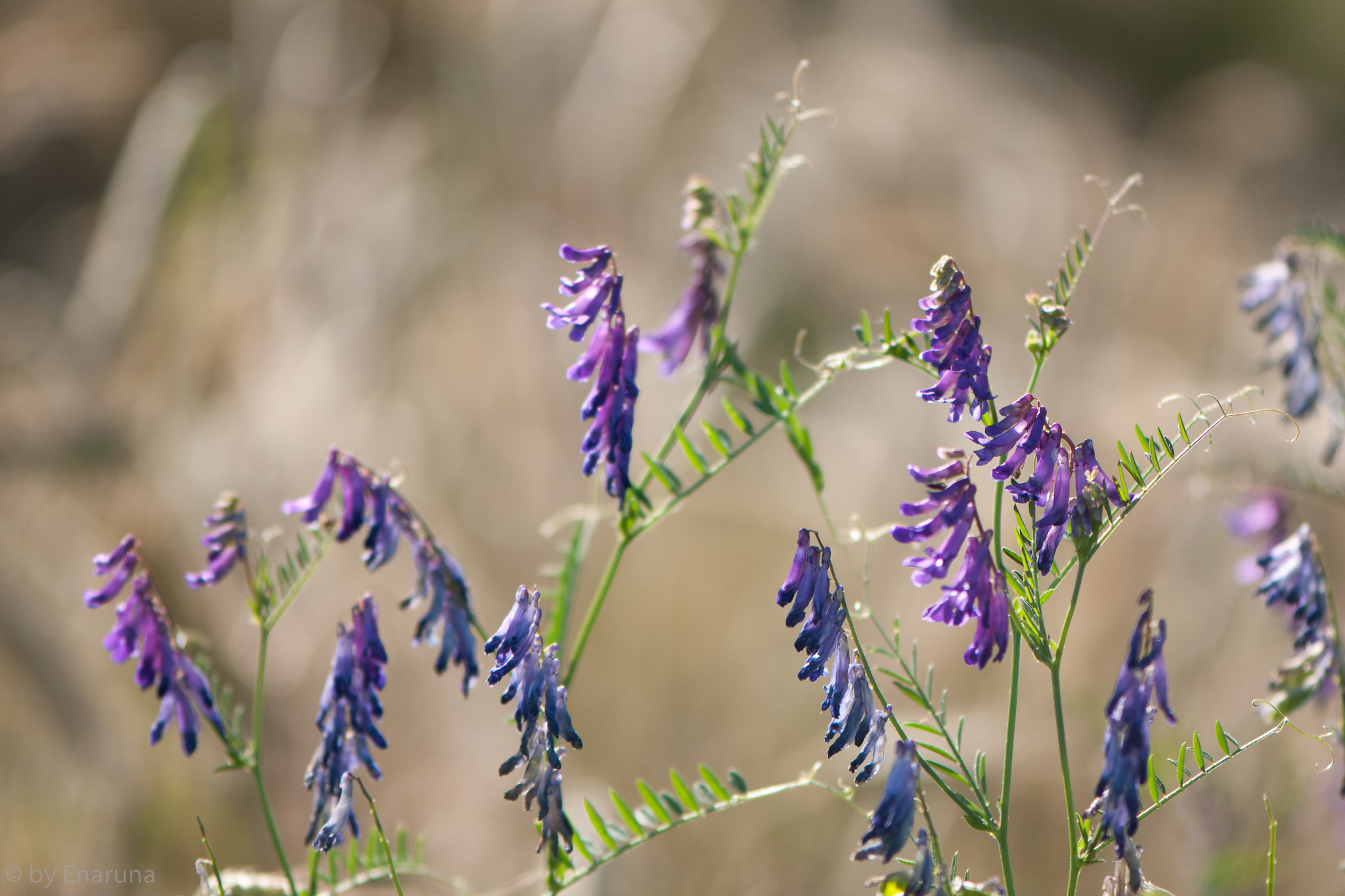 Nikon AF-S Micro-Nikkor 105mm F2.8G IF-ED VR sample photo. Vicia flowers photography