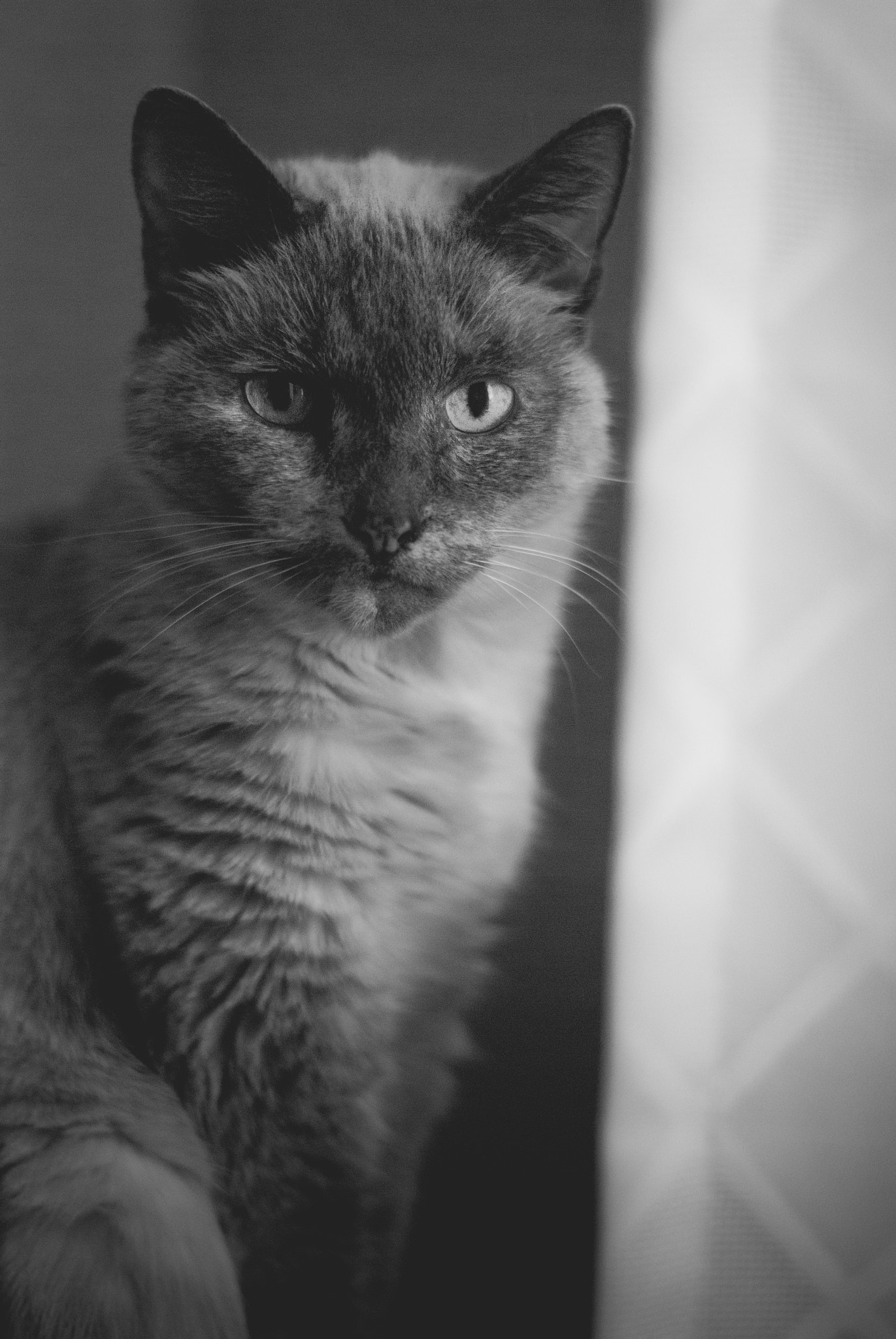 Nikon D80 sample photo. Cat photography