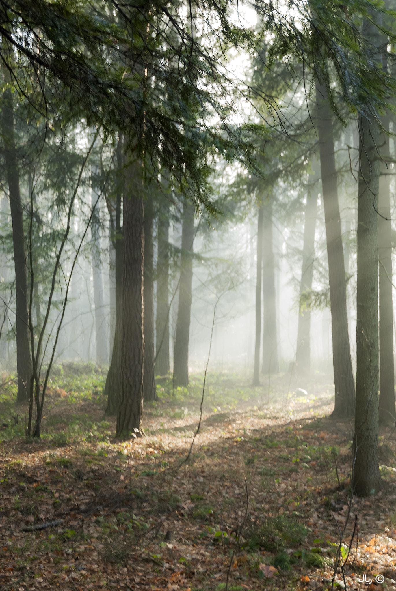 Nikon D200 sample photo. Sunny forest photography