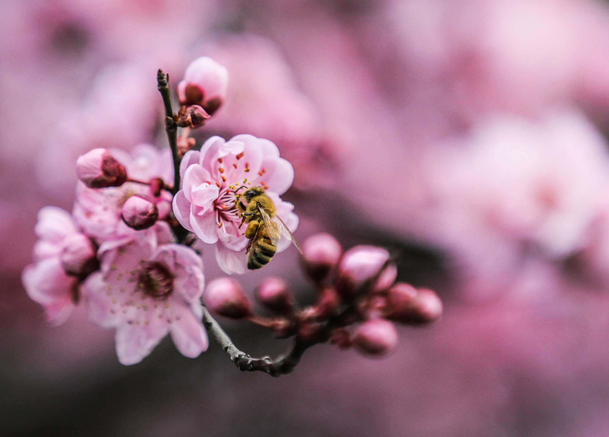 Canon EOS 60D sample photo. Busy bee photography
