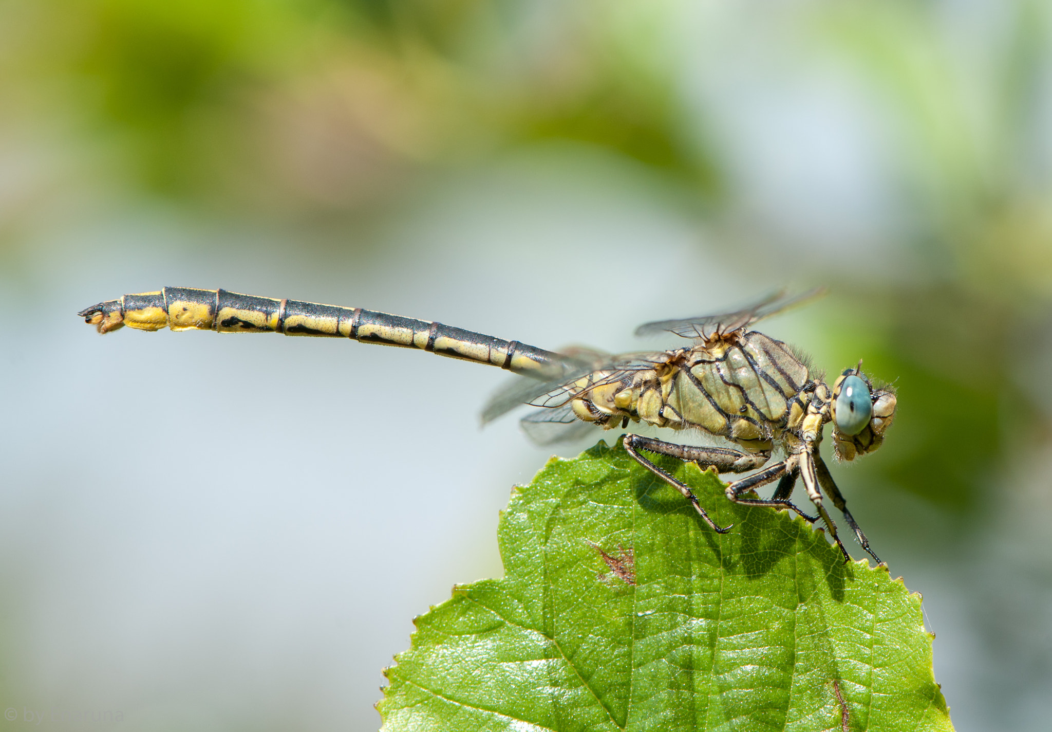 Nikon AF-S Micro-Nikkor 105mm F2.8G IF-ED VR sample photo. Western clubtail photography