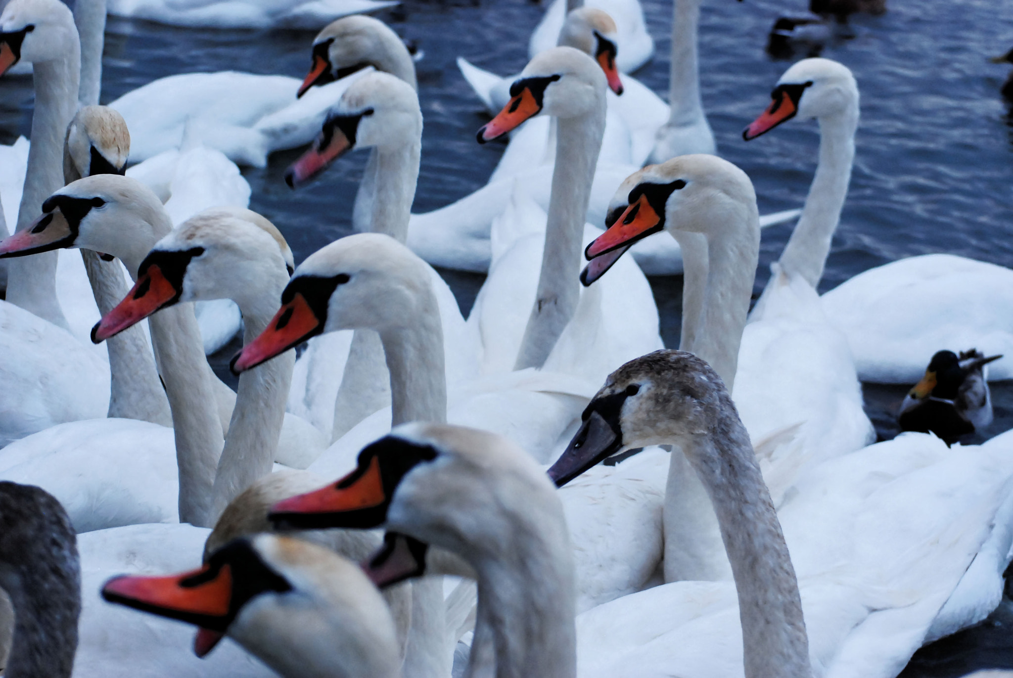 Nikon D40X sample photo. Winter's swans photography