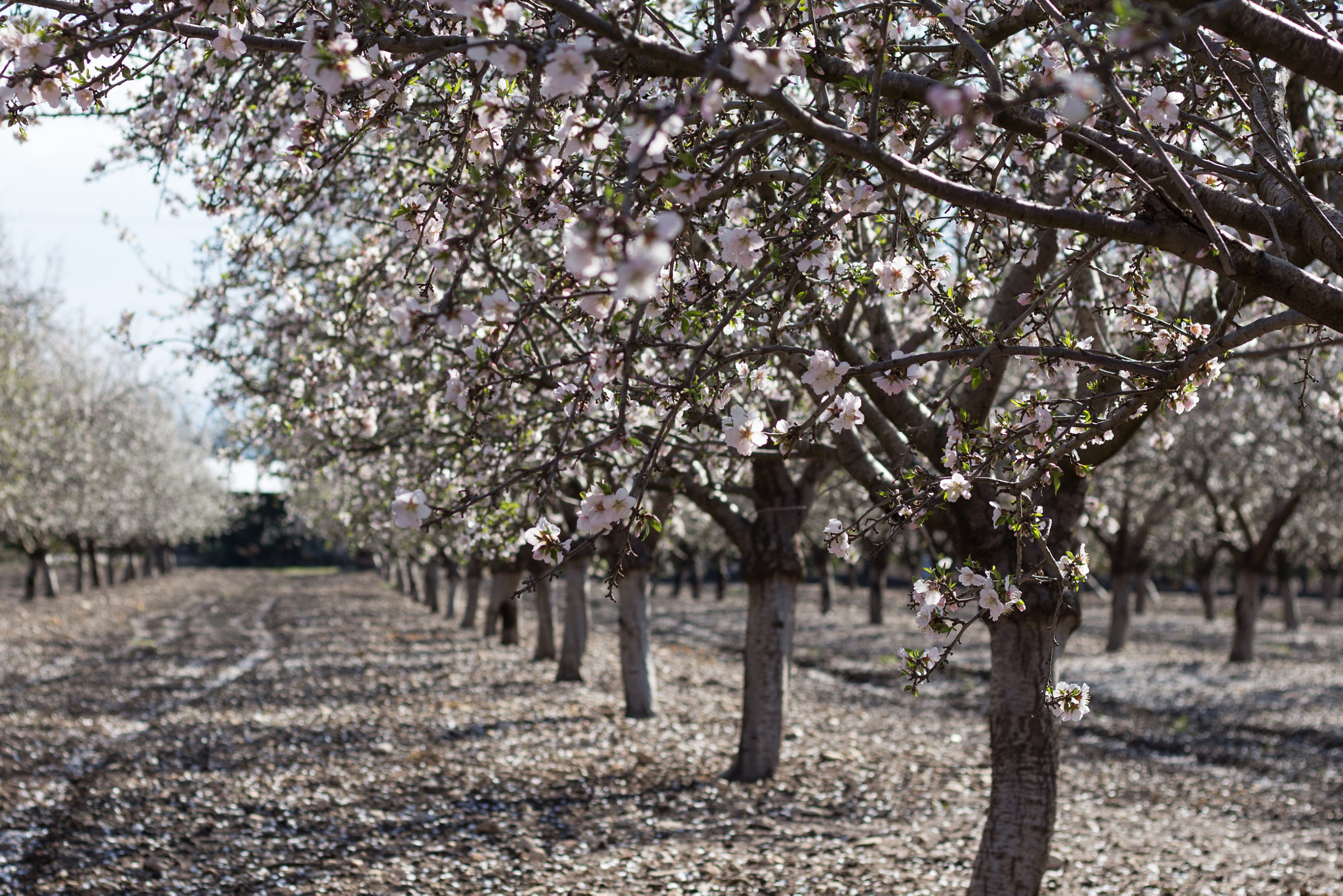 Canon EOS 700D (EOS Rebel T5i / EOS Kiss X7i) + Canon EF 50mm F1.8 STM sample photo. Almond trees photography