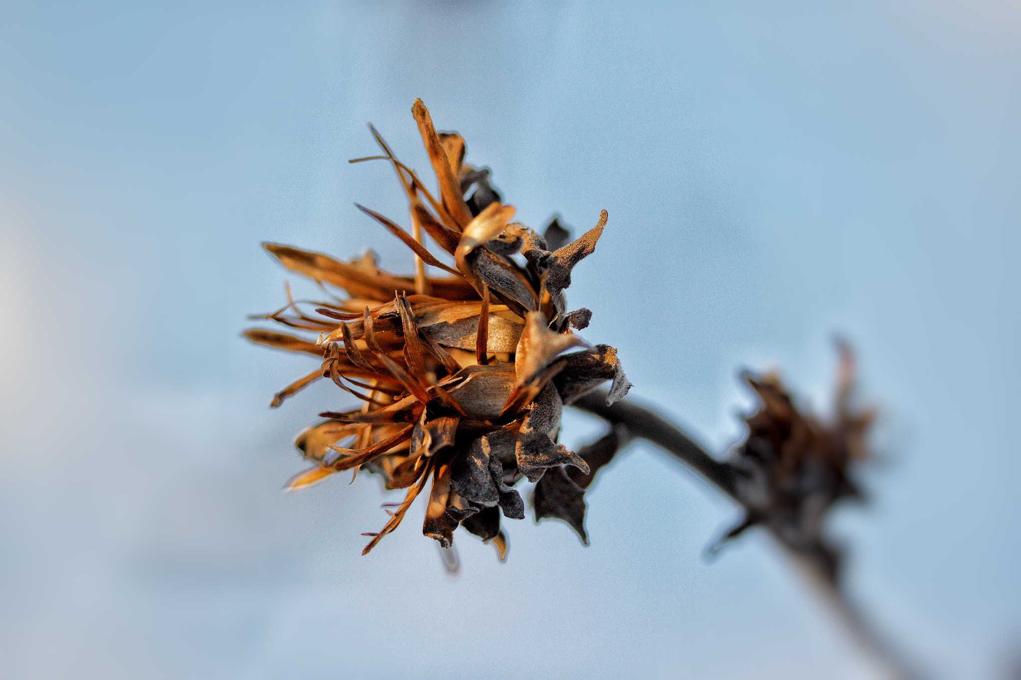 Canon EF-S 60mm F2.8 Macro USM sample photo. Pure nature. photography
