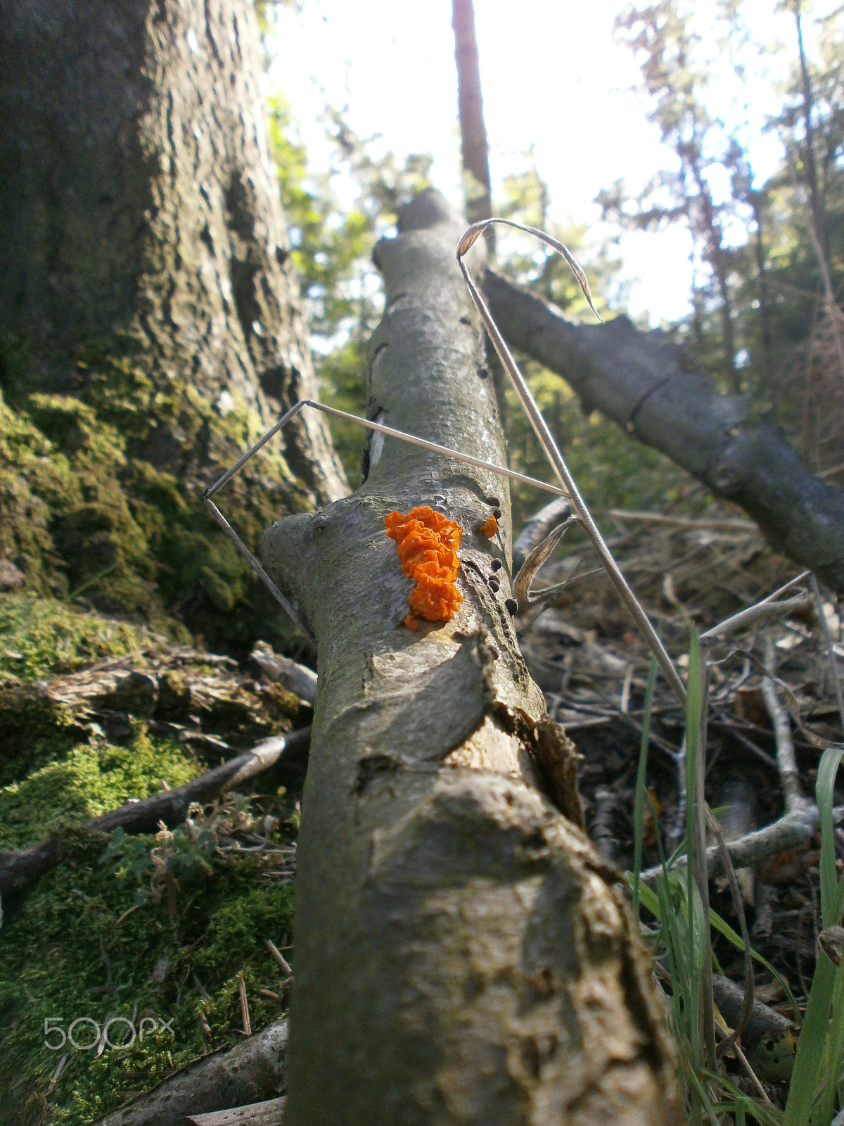 Olympus VG150,D735 sample photo. Orange fungus photography