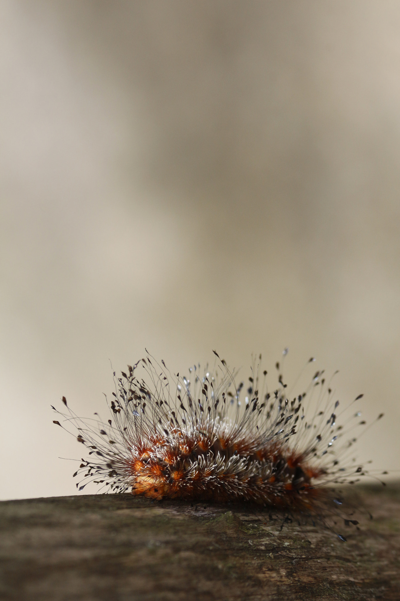 Canon EOS 650D (EOS Rebel T4i / EOS Kiss X6i) sample photo. Fluffy! photography