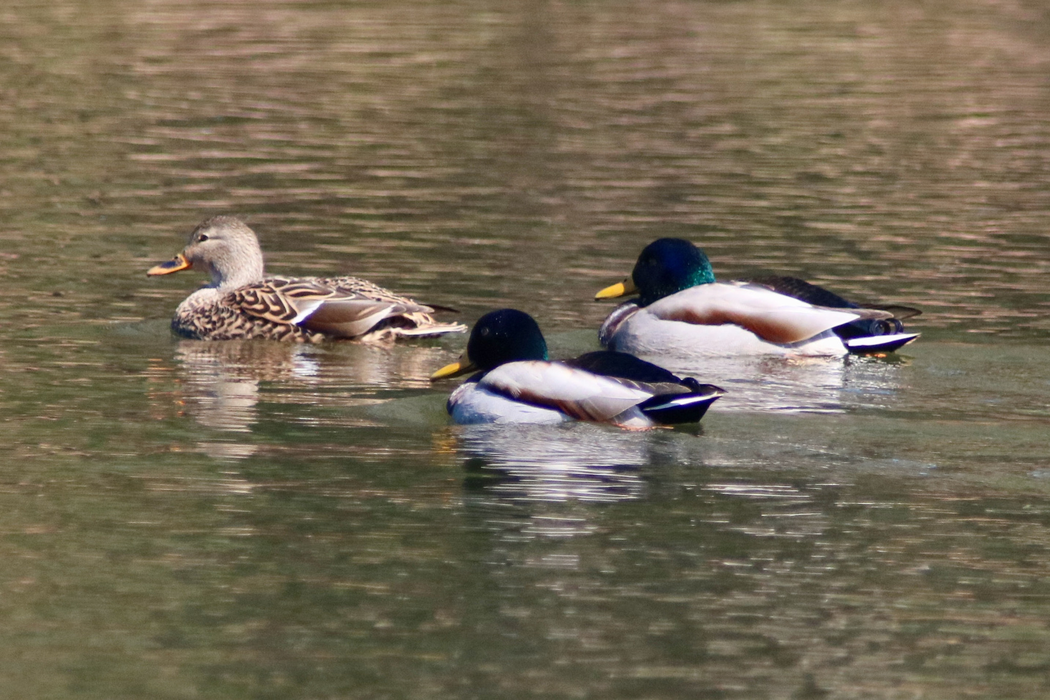 Canon EOS 760D (EOS Rebel T6s / EOS 8000D) sample photo. Courting in nature photography