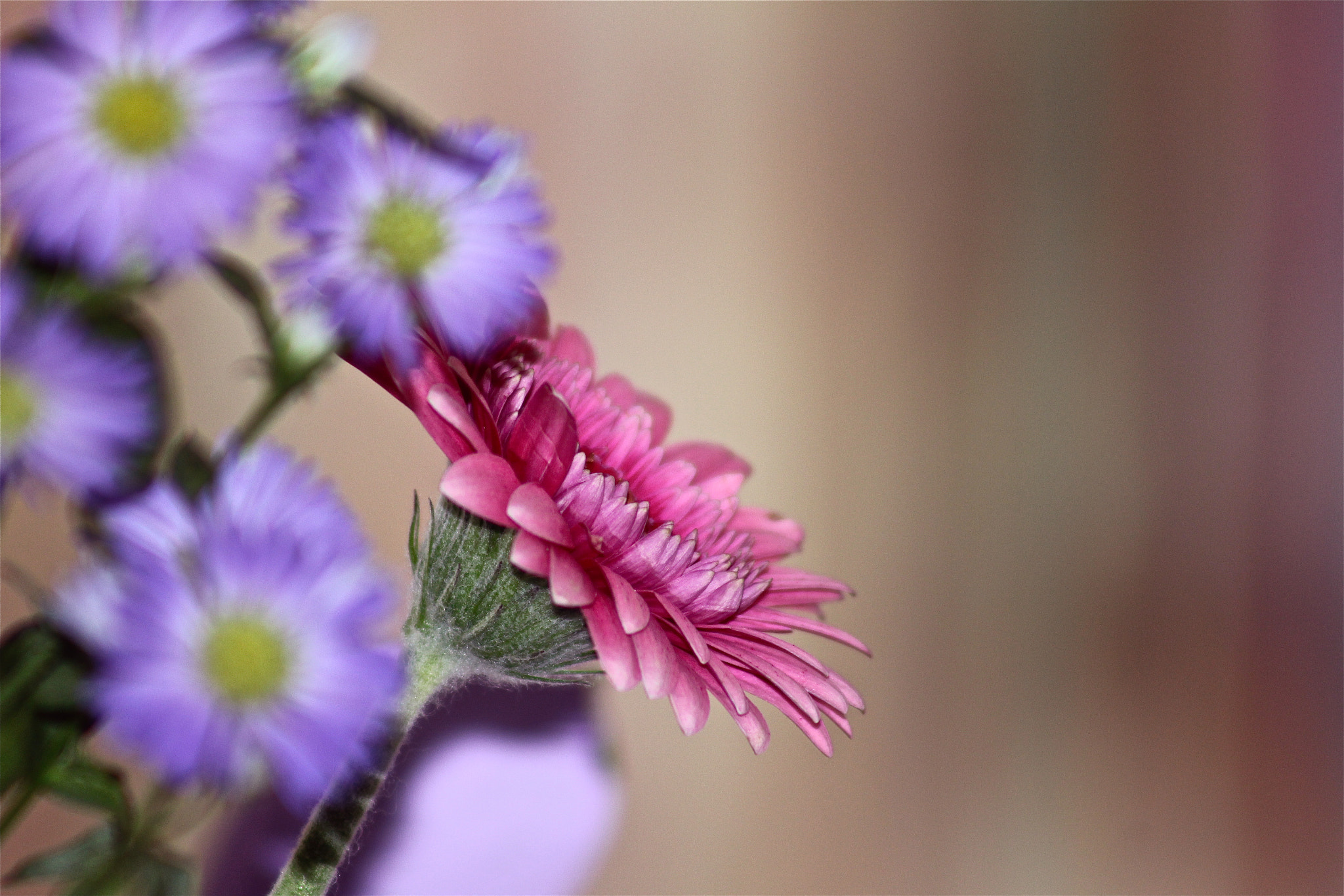 Canon EOS 550D (EOS Rebel T2i / EOS Kiss X4) + EF75-300mm f/4-5.6 sample photo. Flore photography