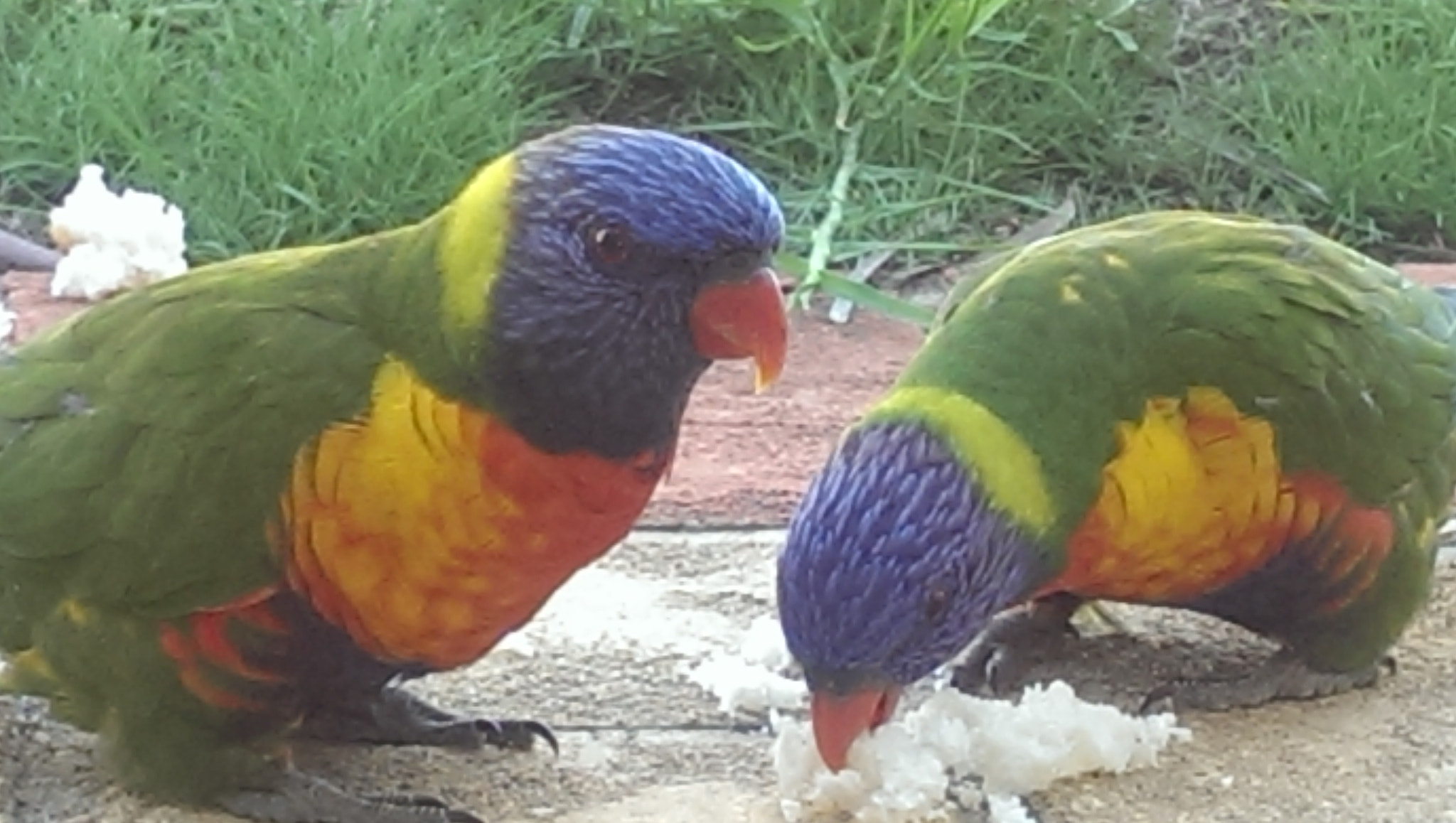 HTC ONE sample photo. Beautiful birds photography