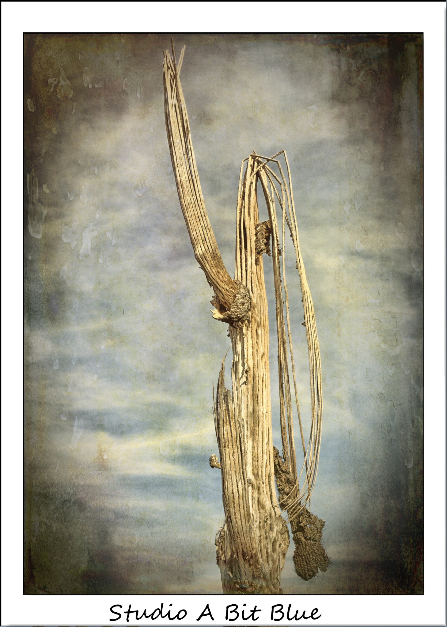 Nikon 1 V2 sample photo. Developmentally challenged cactus photography