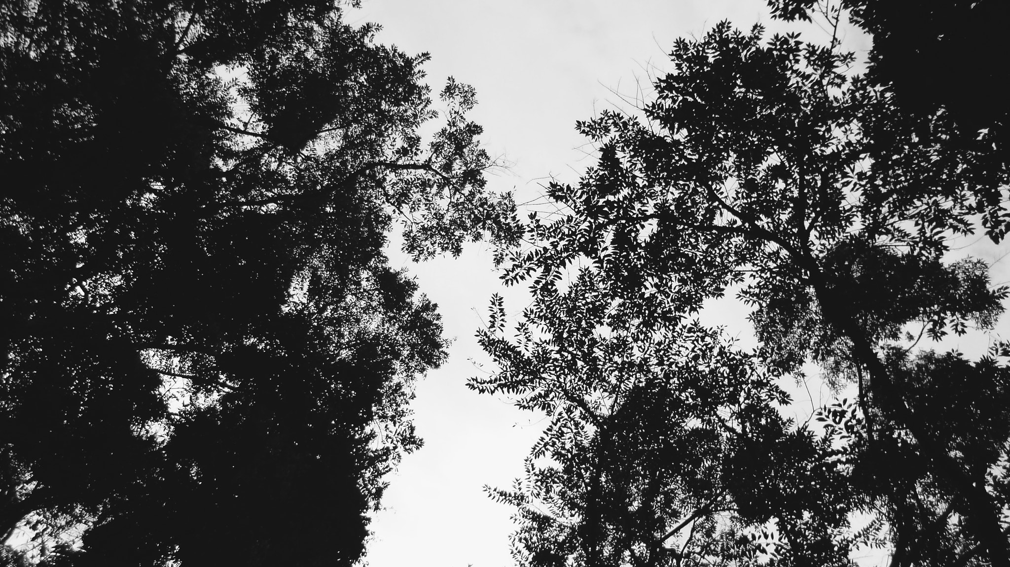 Panasonic DMC-FX80 sample photo. Trees top photography