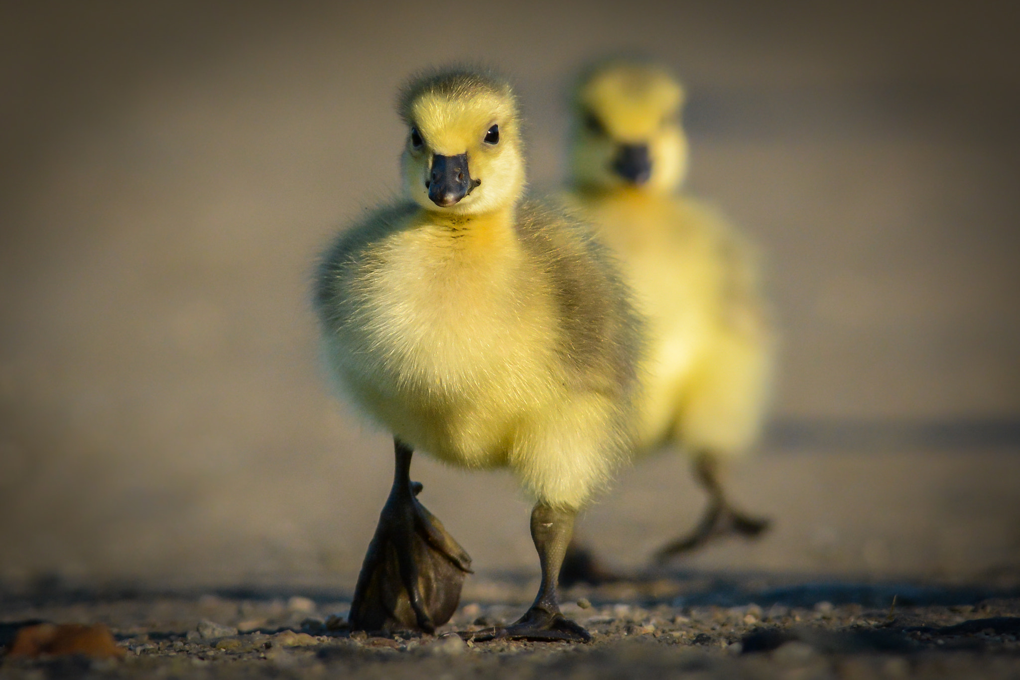 Nikon AF-S Nikkor 300mm F2.8G ED-IF VR sample photo. Goslings photography