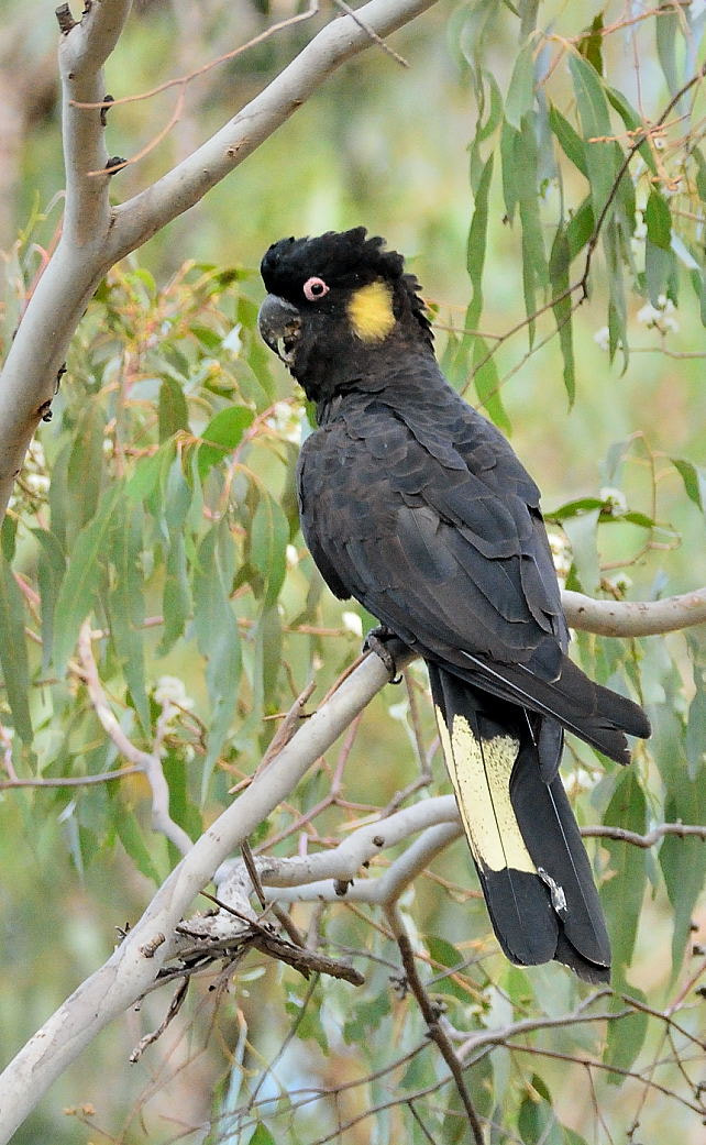 Sigma 150-600mm F5-6.3 DG OS HSM | C sample photo. Yellow-tailed black cockatoo photography