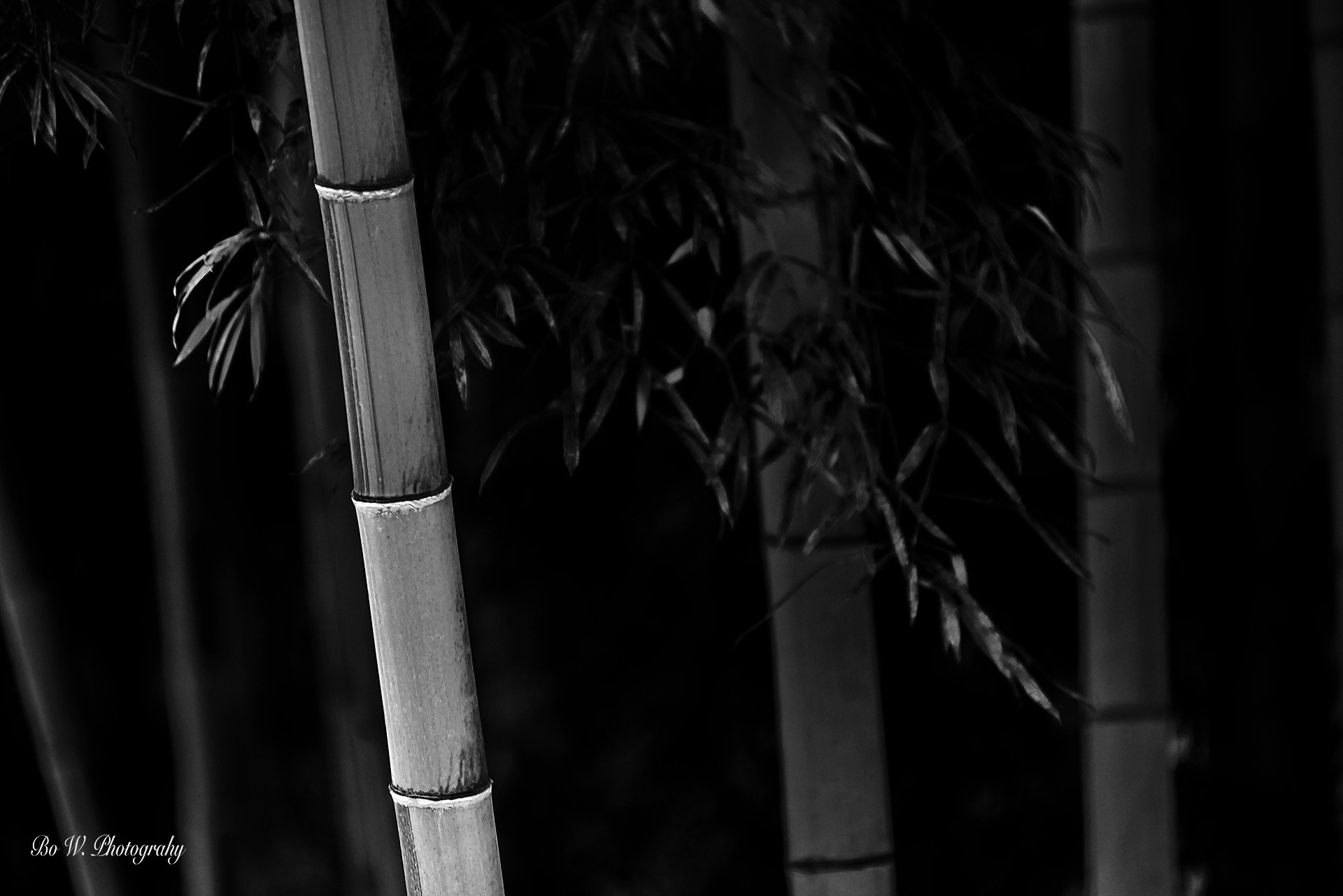 Nikon AF-Nikkor 80-200mm F2.8D ED sample photo