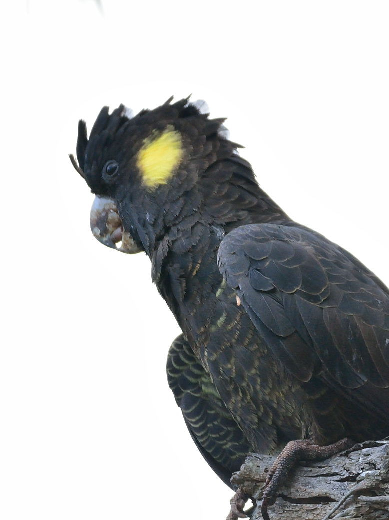 Sigma 150-600mm F5-6.3 DG OS HSM | C sample photo. Yellow-tailed black cockatoo close-up photography