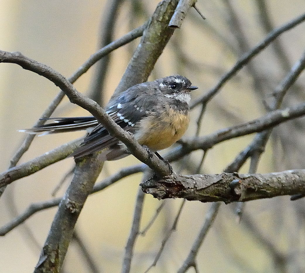 Sigma 150-600mm F5-6.3 DG OS HSM | C sample photo. Grey fantail photography