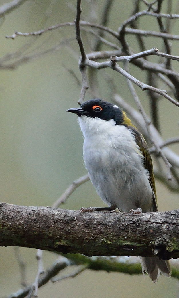 Sigma 150-600mm F5-6.3 DG OS HSM | C sample photo. White-naped honeyeater photography