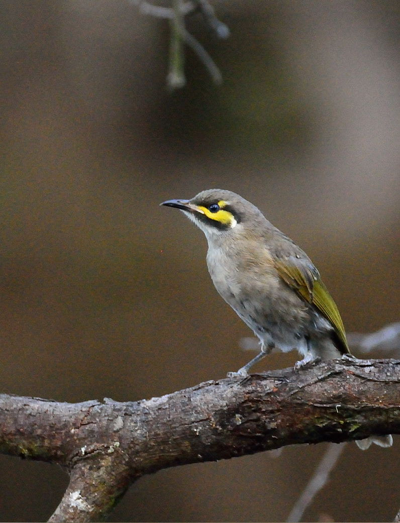 Sigma 150-600mm F5-6.3 DG OS HSM | C sample photo. Yellow-faced honeyeater photography