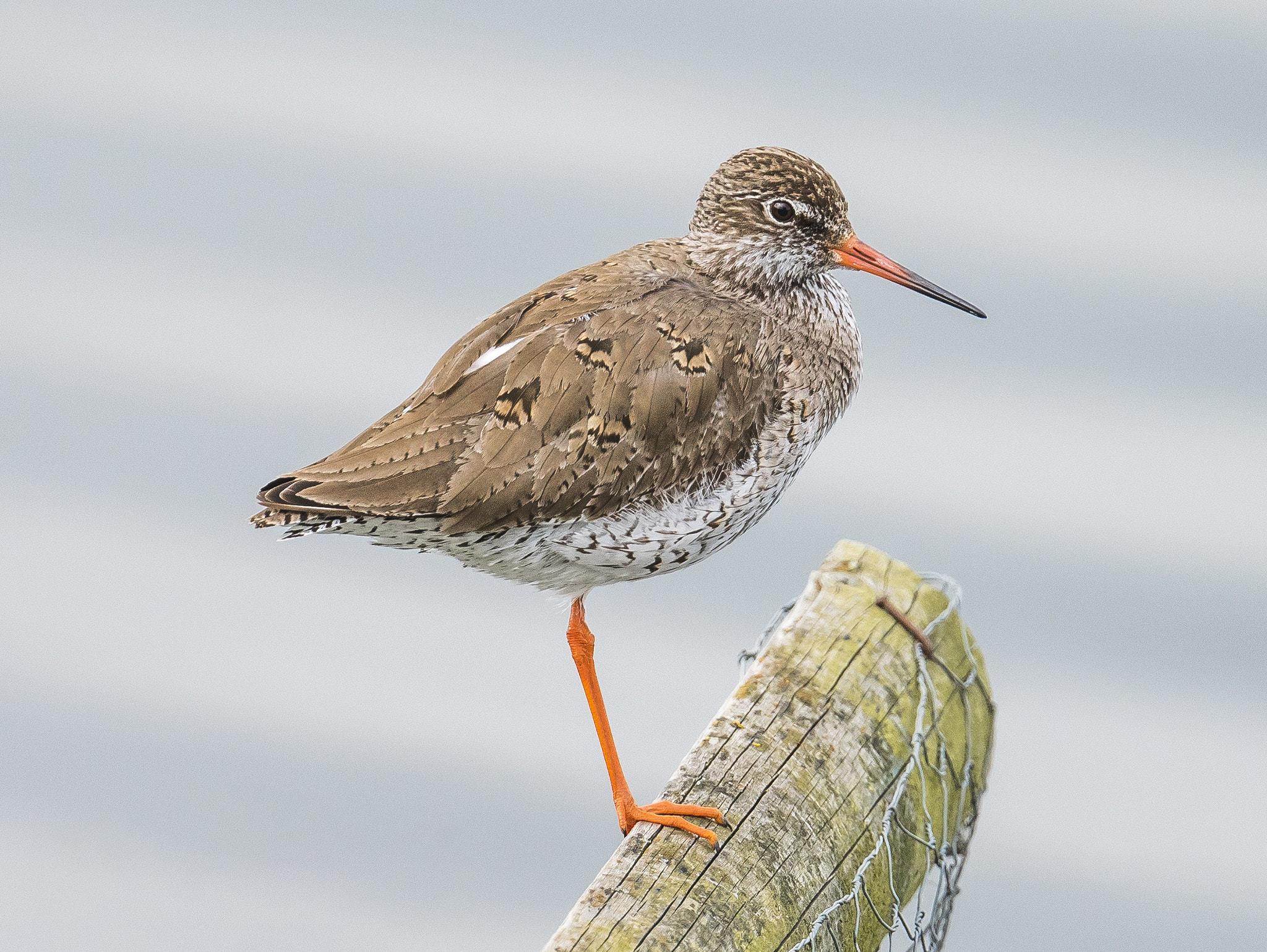 Nikon AF-S Nikkor 500mm F4E FL ED VR sample photo. One leg is enough photography