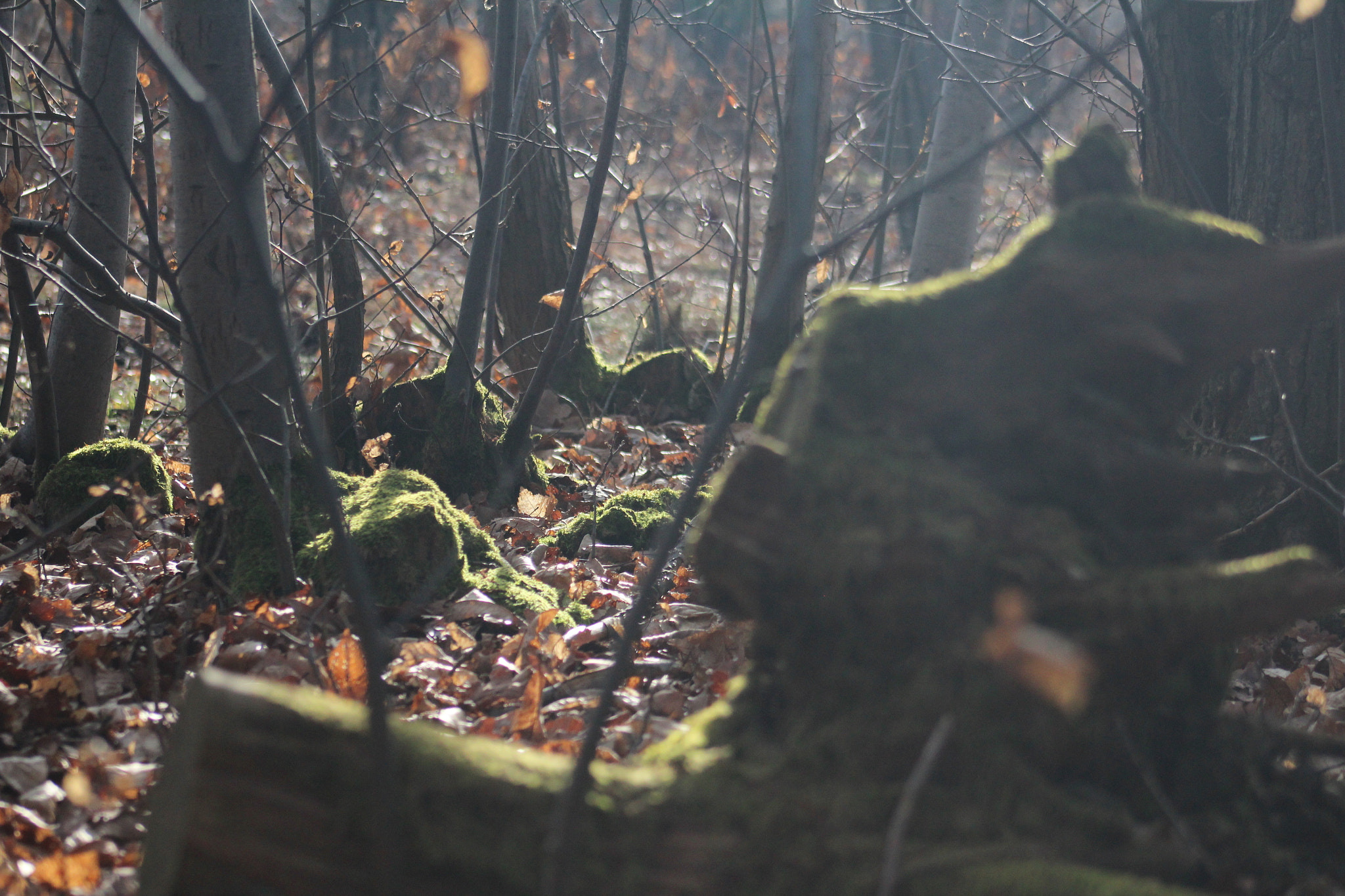 Canon EF 75-300mm f/4-5.6 USM sample photo. Img photography