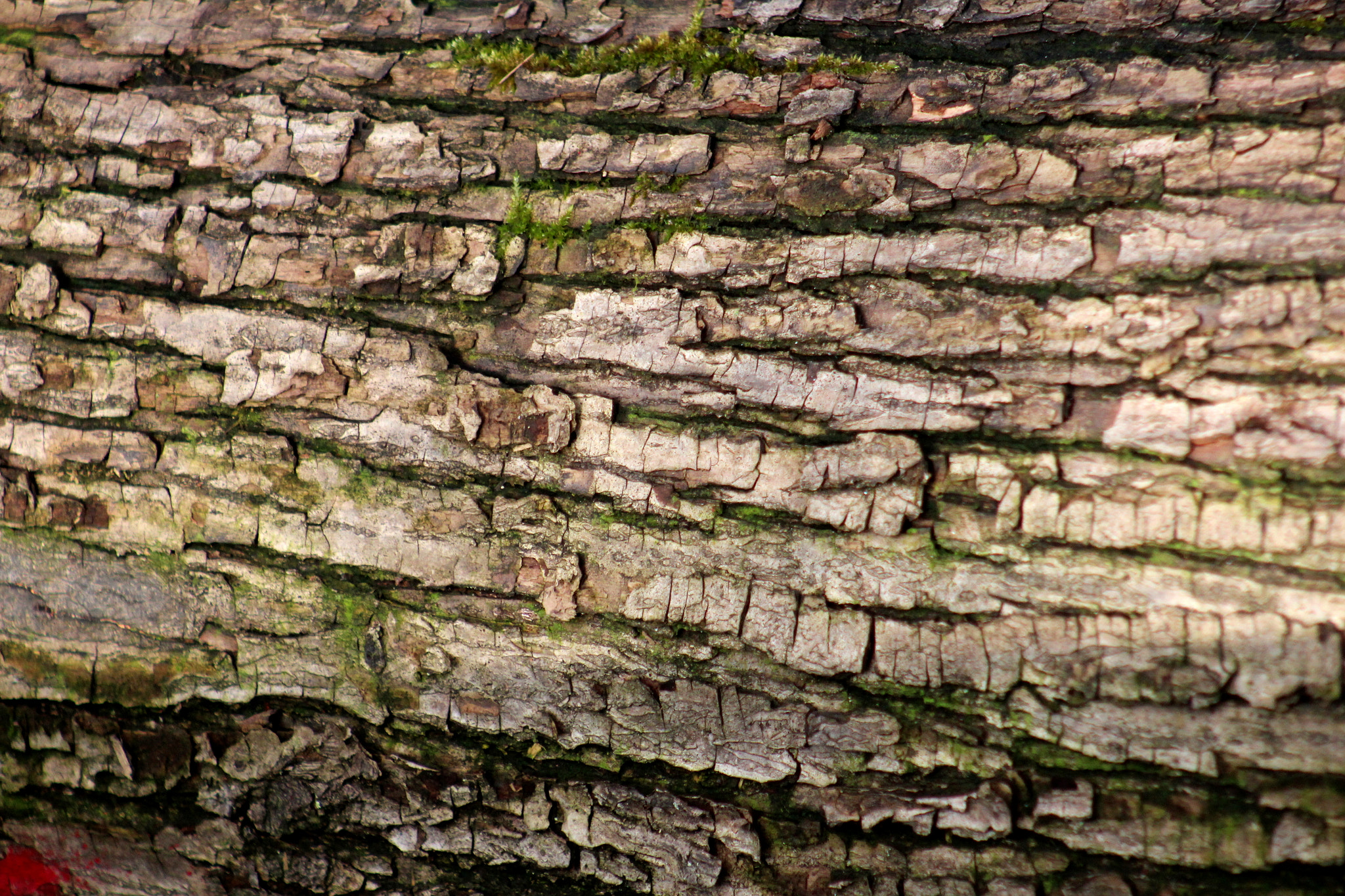 Canon EF 75-300mm f/4-5.6 USM sample photo. Img photography