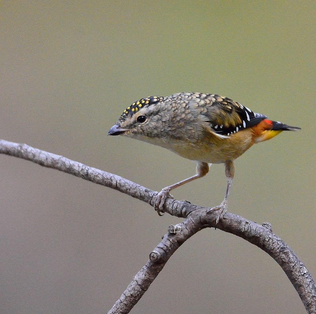 Nikon D7100 + Sigma 150-600mm F5-6.3 DG OS HSM | C sample photo. Spotted pardalote 2 photography