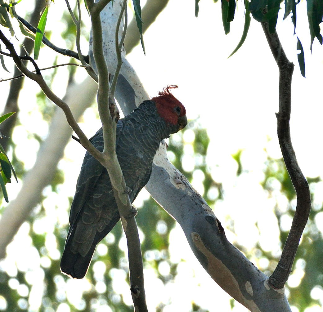 Sigma 150-600mm F5-6.3 DG OS HSM | C sample photo. Gang-gang cockatoo photography