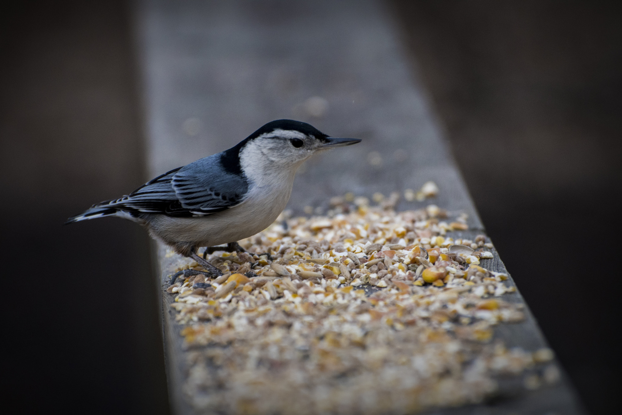 Nikon D500 sample photo. White-breasted nuthatch. windsor, on. photography