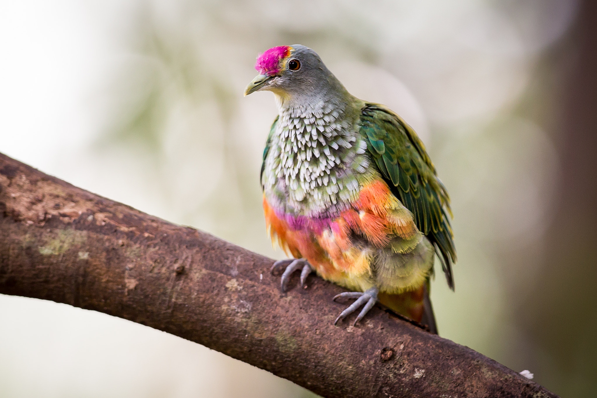 Canon EF 300mm F2.8L IS II USM sample photo. Rose crowned fruit dove photography