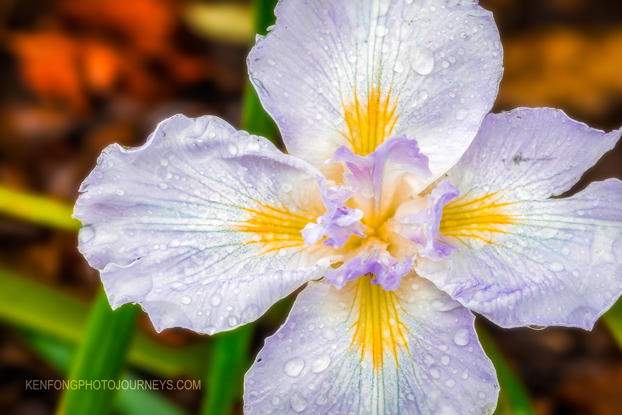 Fujifilm X-T2 + Fujifilm XF 60mm F2.4 R Macro sample photo. Iris 1 photography