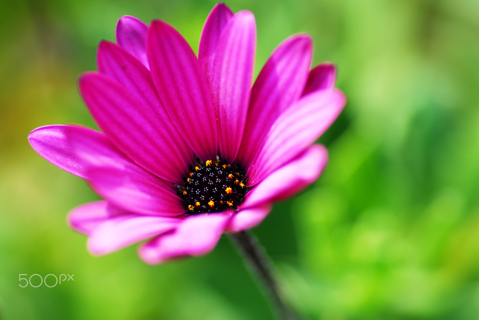 Nikon D200 sample photo. Brilliant pink gazania photography